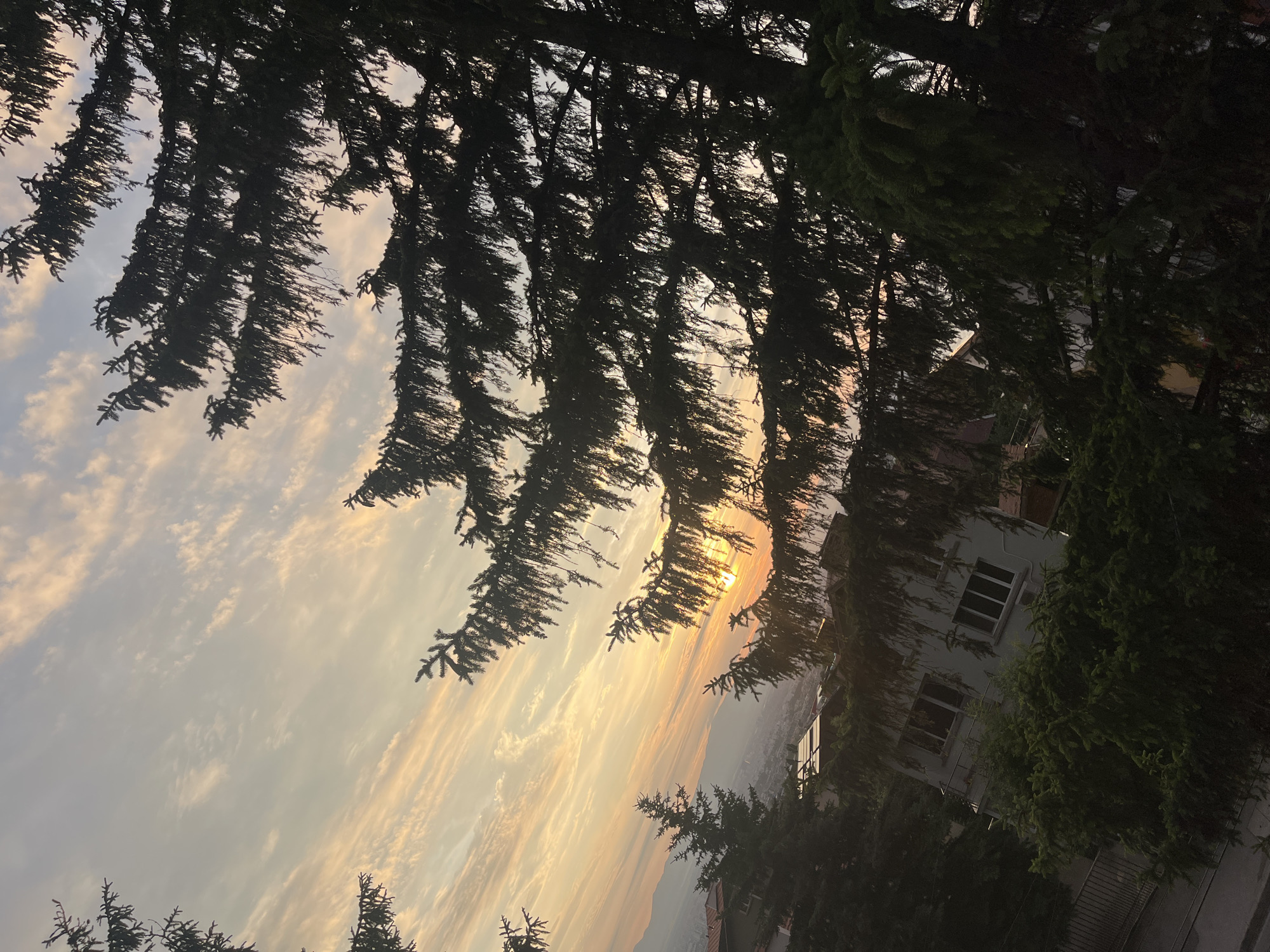 Sunset over a city, framed through pine trees