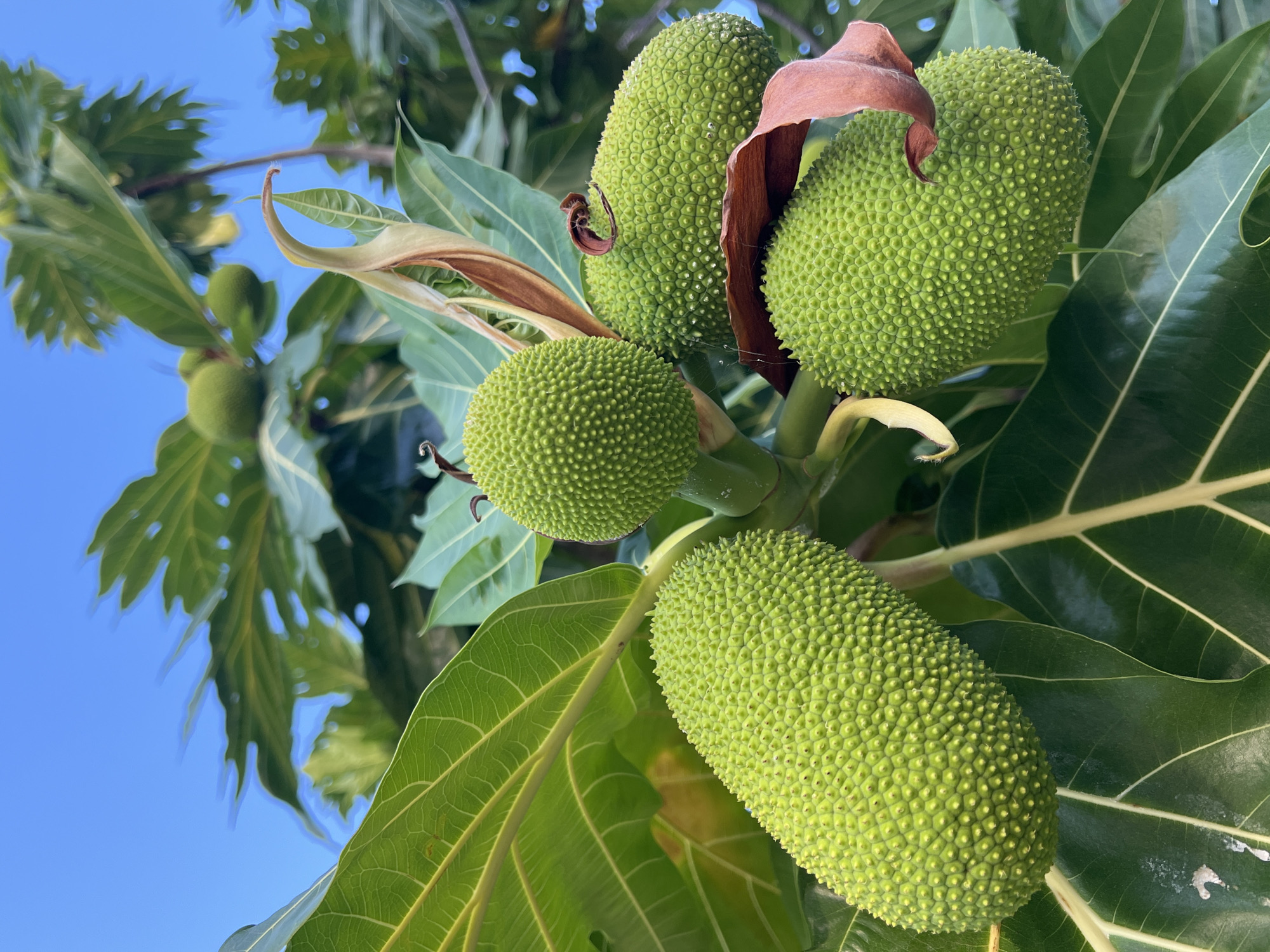 Beach day and tropical tree exploration on Koh Phangan