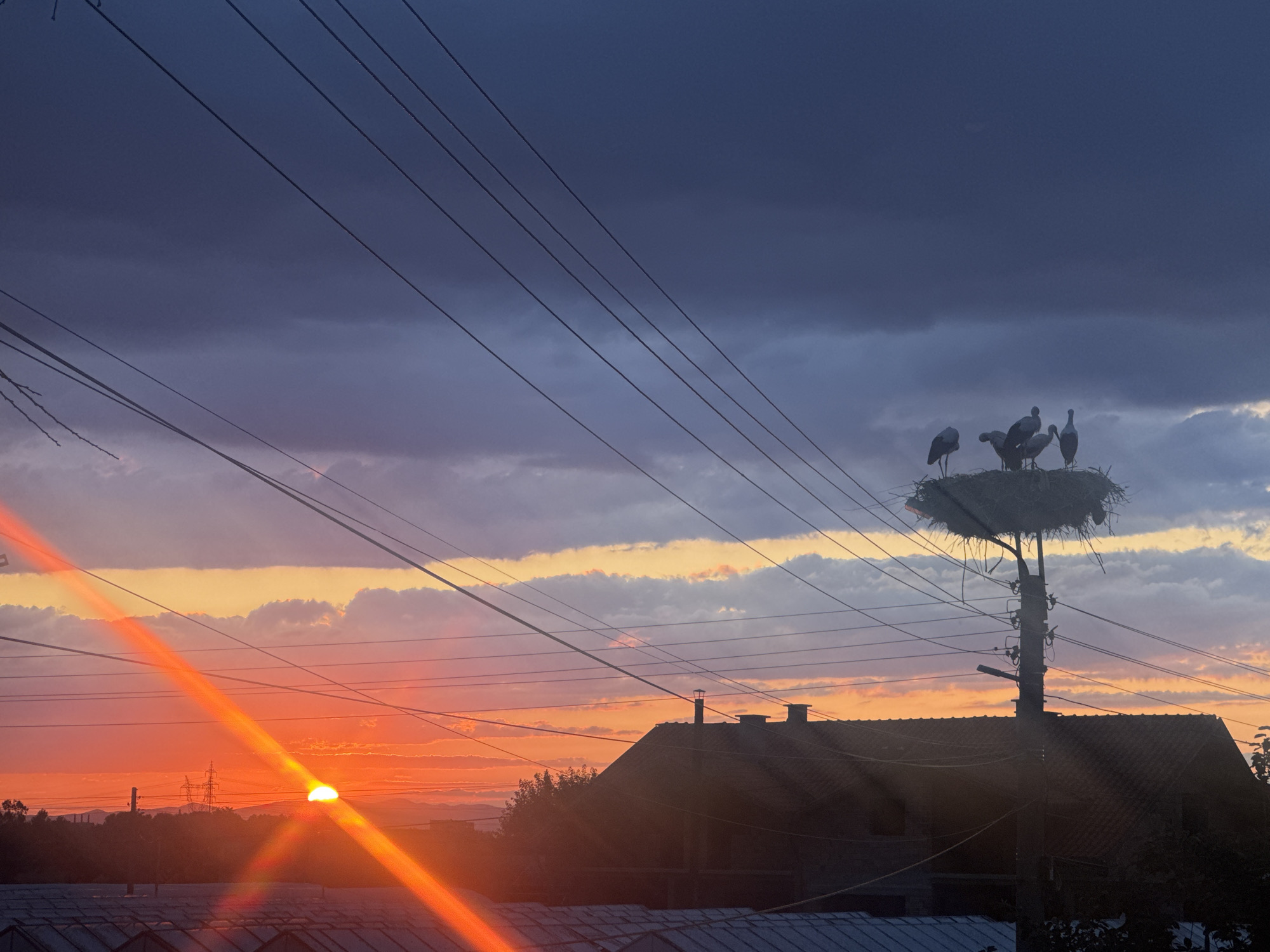 Storks nest at sunset over Miriantsi, Bulgaria