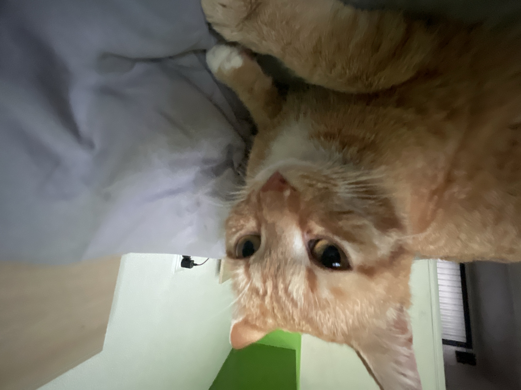Orange tabby cat's morning routine captured in Bulgarian bedroom