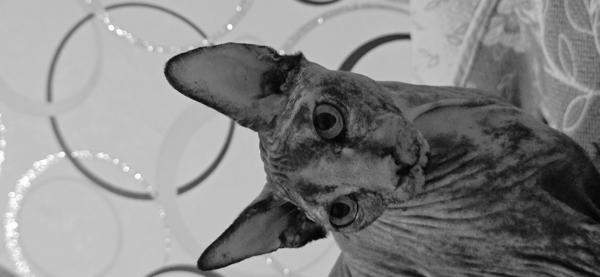Sphynx and street cats doing their thing in Baku