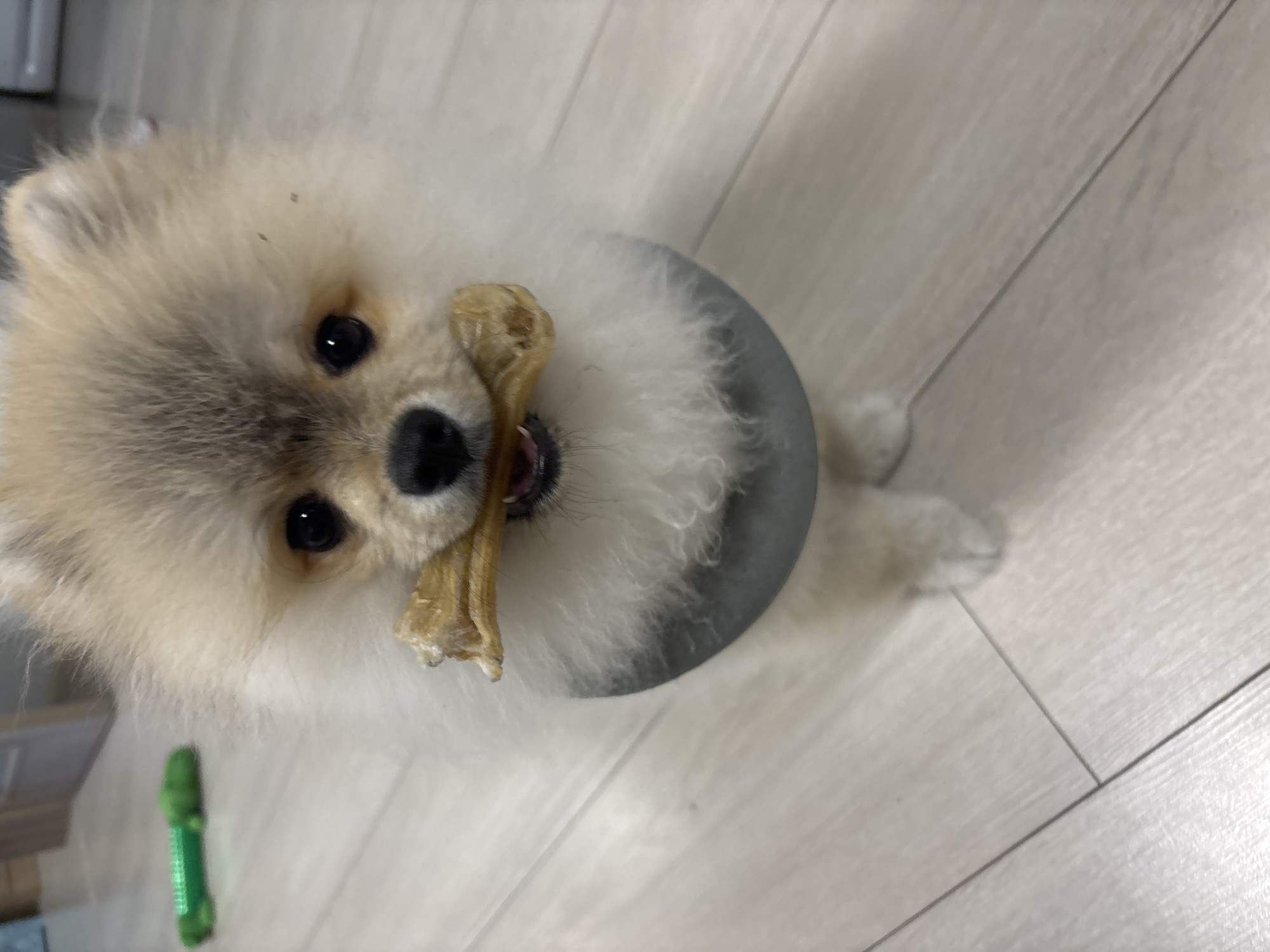 Pomeranian recovers with protective collar in Plovdiv home