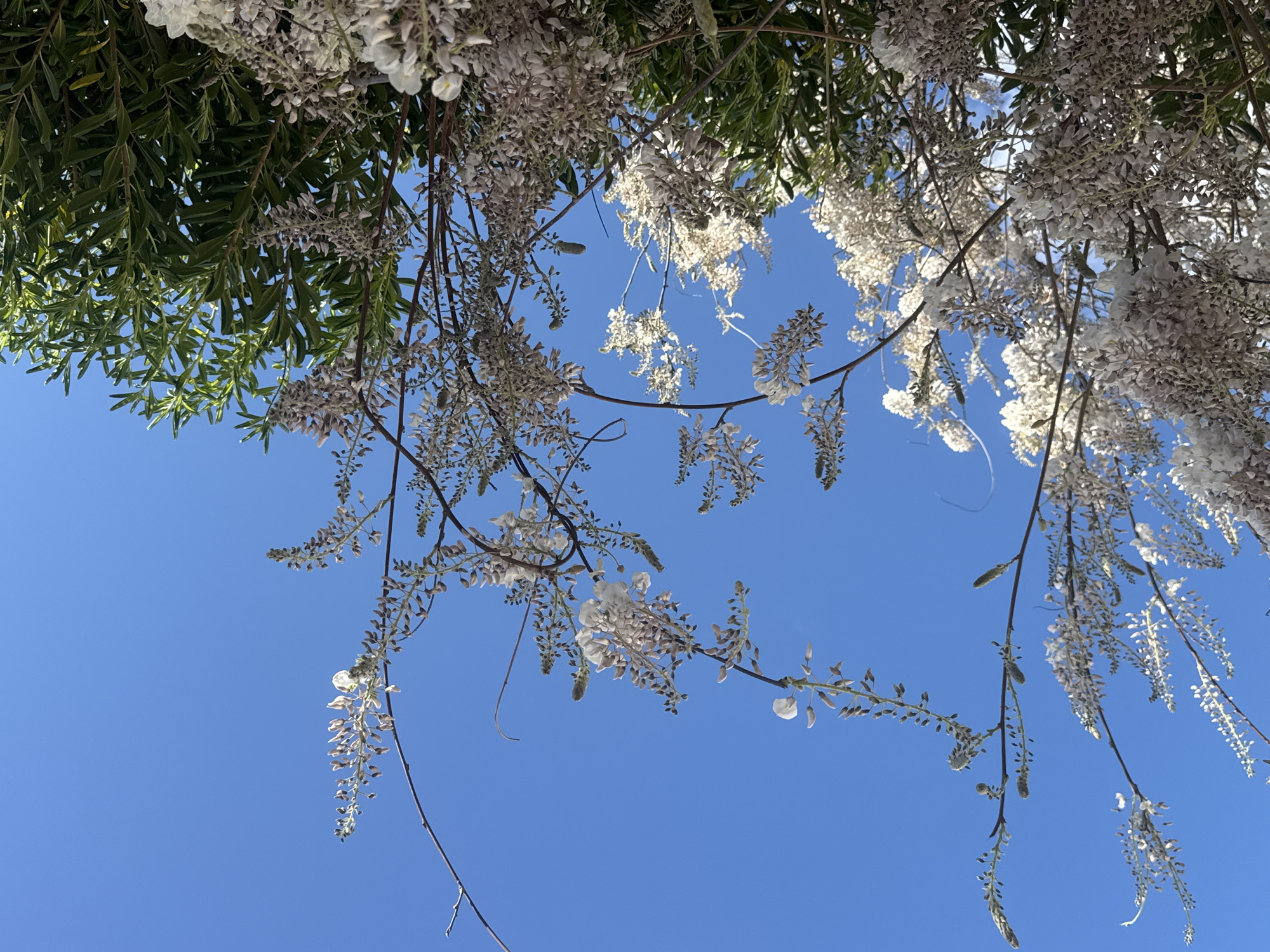 White wisteria blooms captured in clear skies over Šušanj