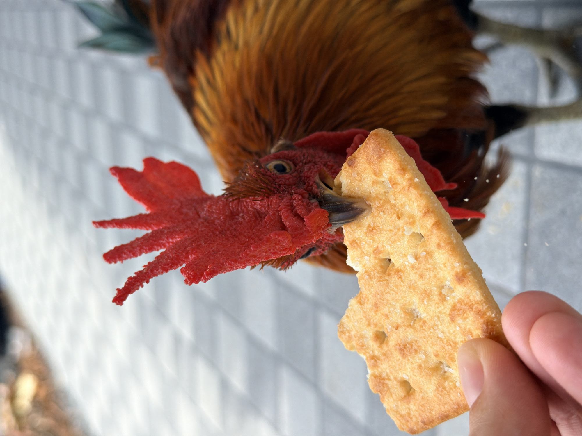 Hand-feeding a rooster in Ko Samui