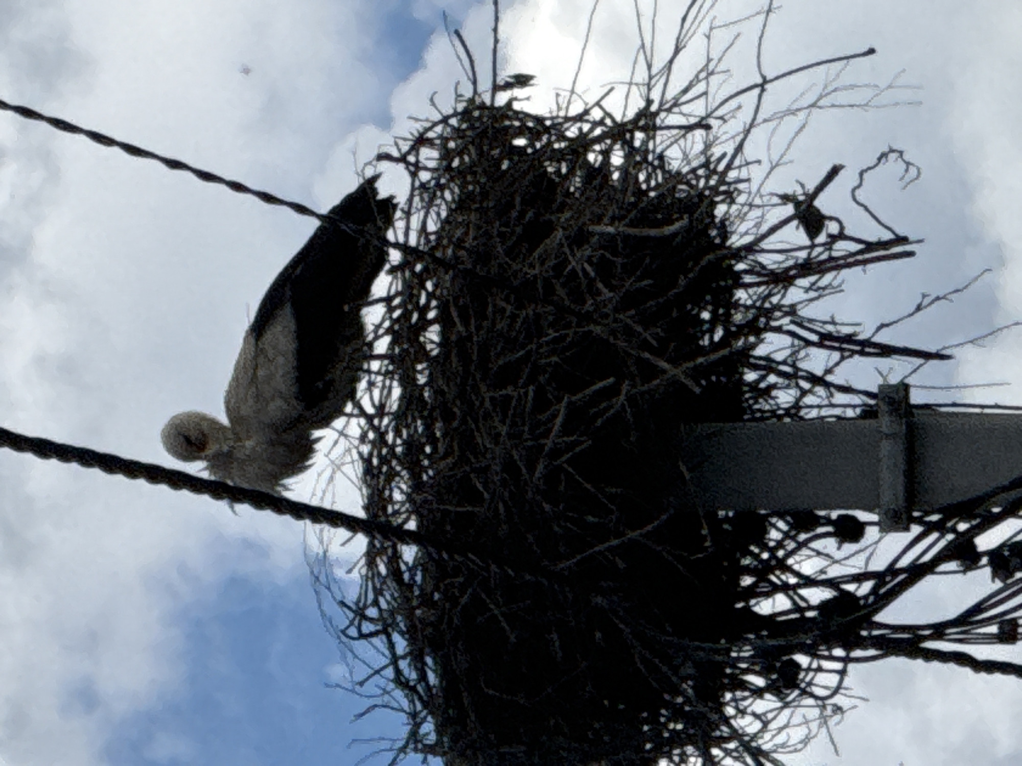 Rural Belarus: Storks, utility poles, and homemade pasta documented
