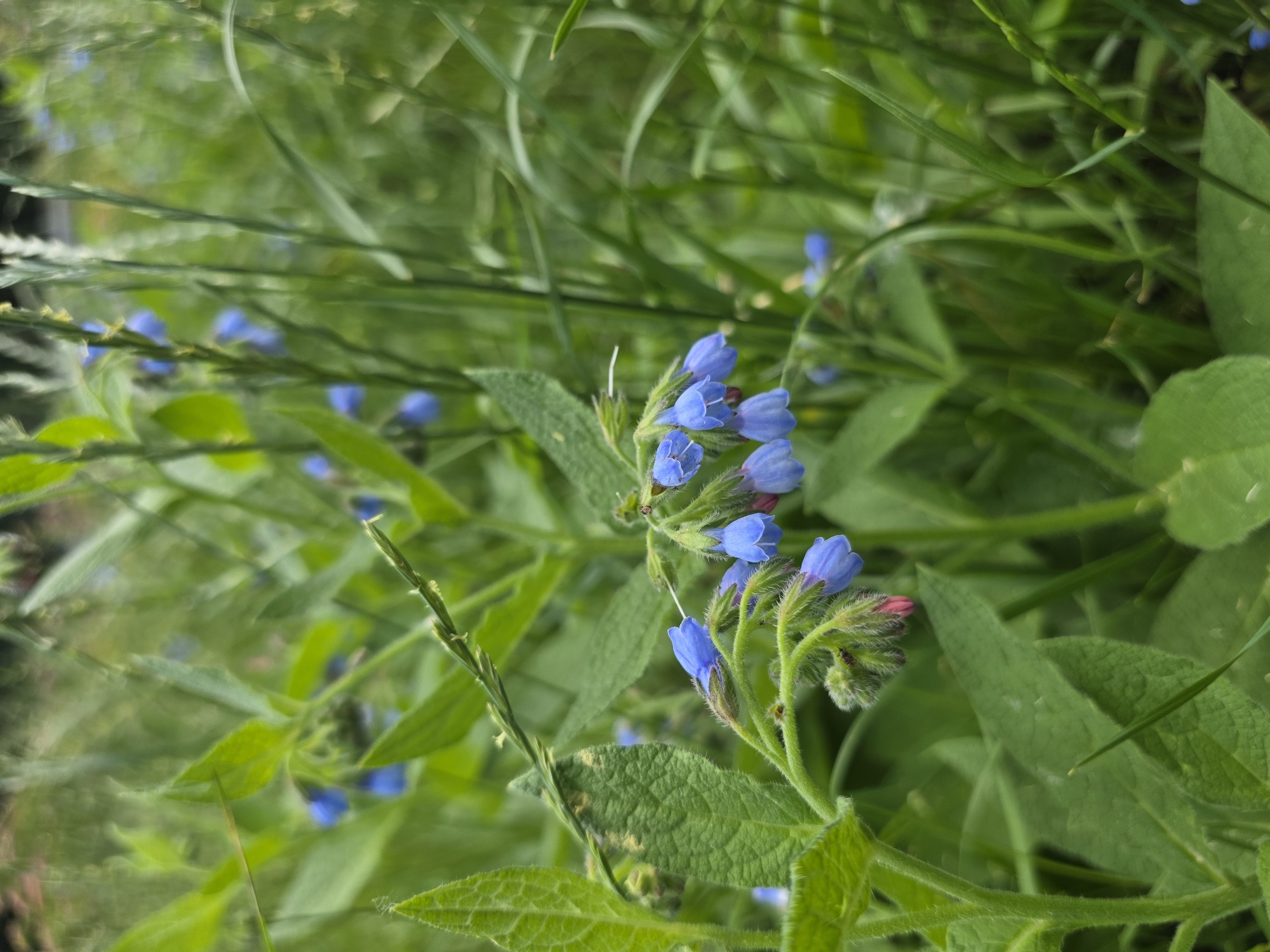 Morning nature walk through Kyiv parks, flowers and small details