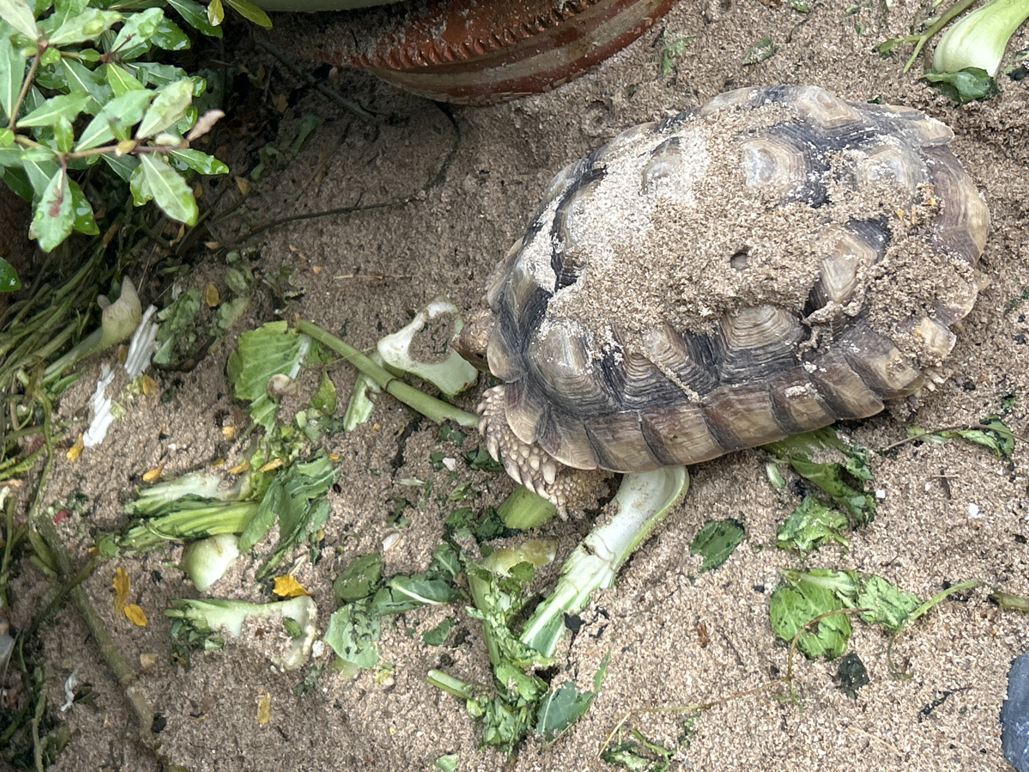 Open-air hangout in Ratsada with tortoises, birds, and overcast skies