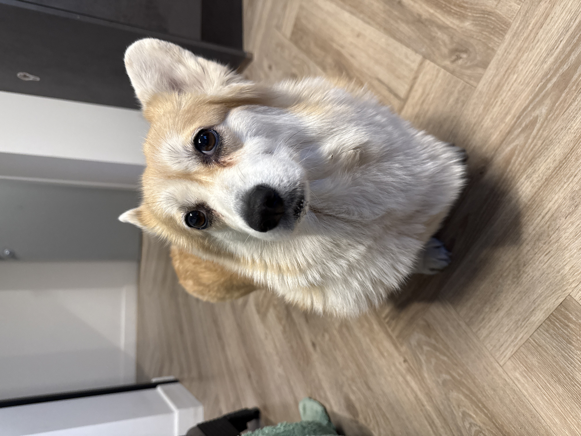 Corgi photographed on wooden floor in Krasnoyarsk home