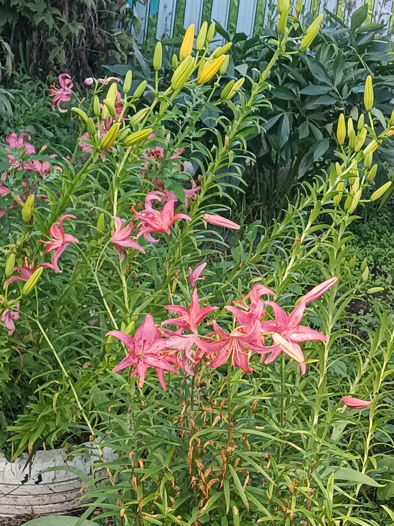 Summer morning in a Russian village: gardens, selfies, scooter ride