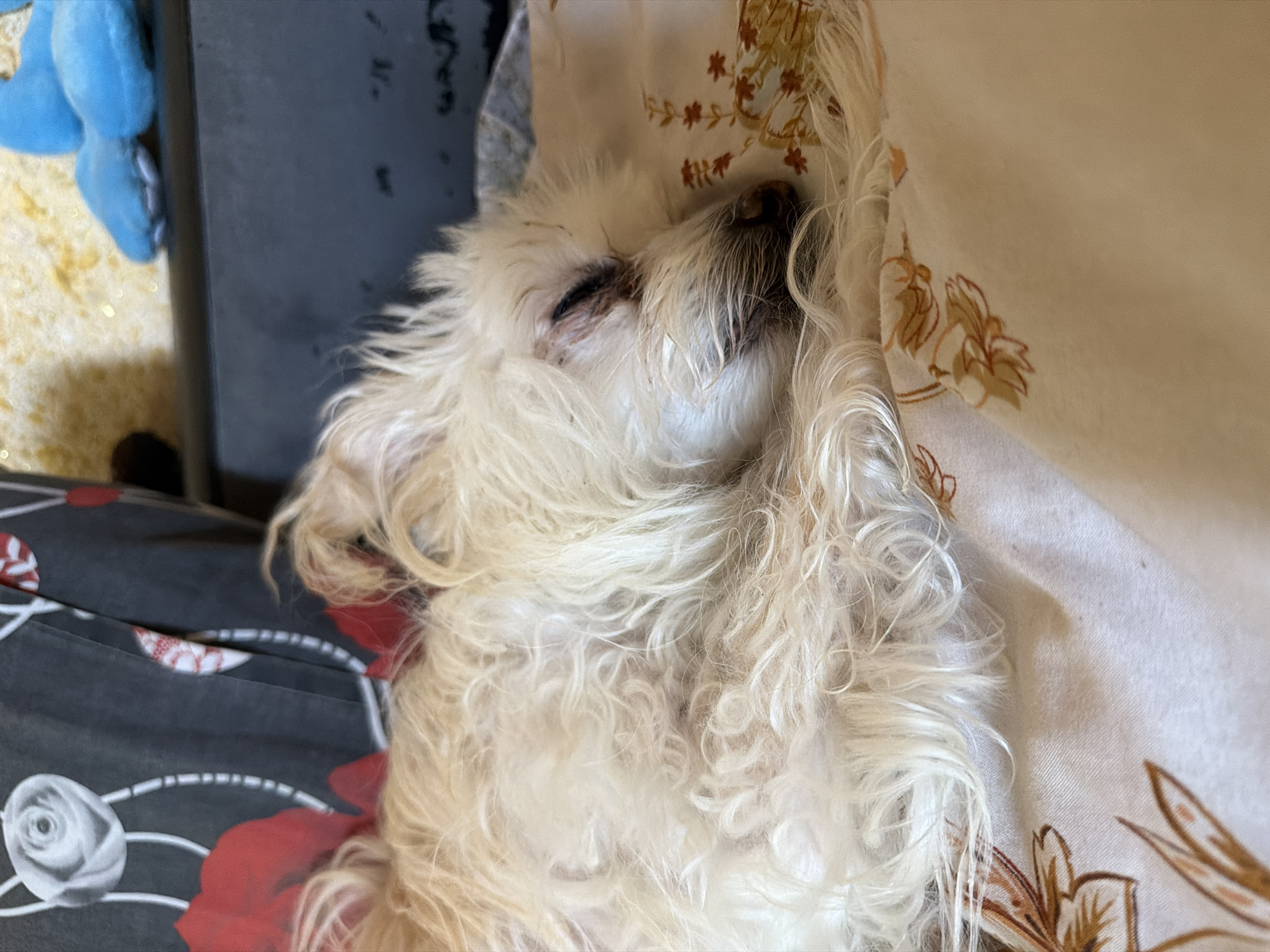 Small fluffy dog deep asleep on a floral bed in Timashevsk