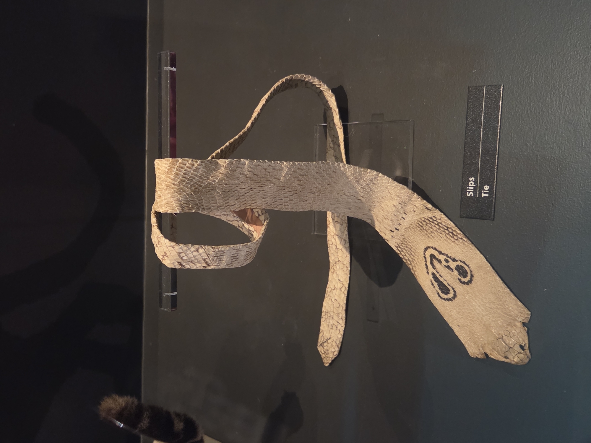 Natural history museum tour through animals and prehistoric life