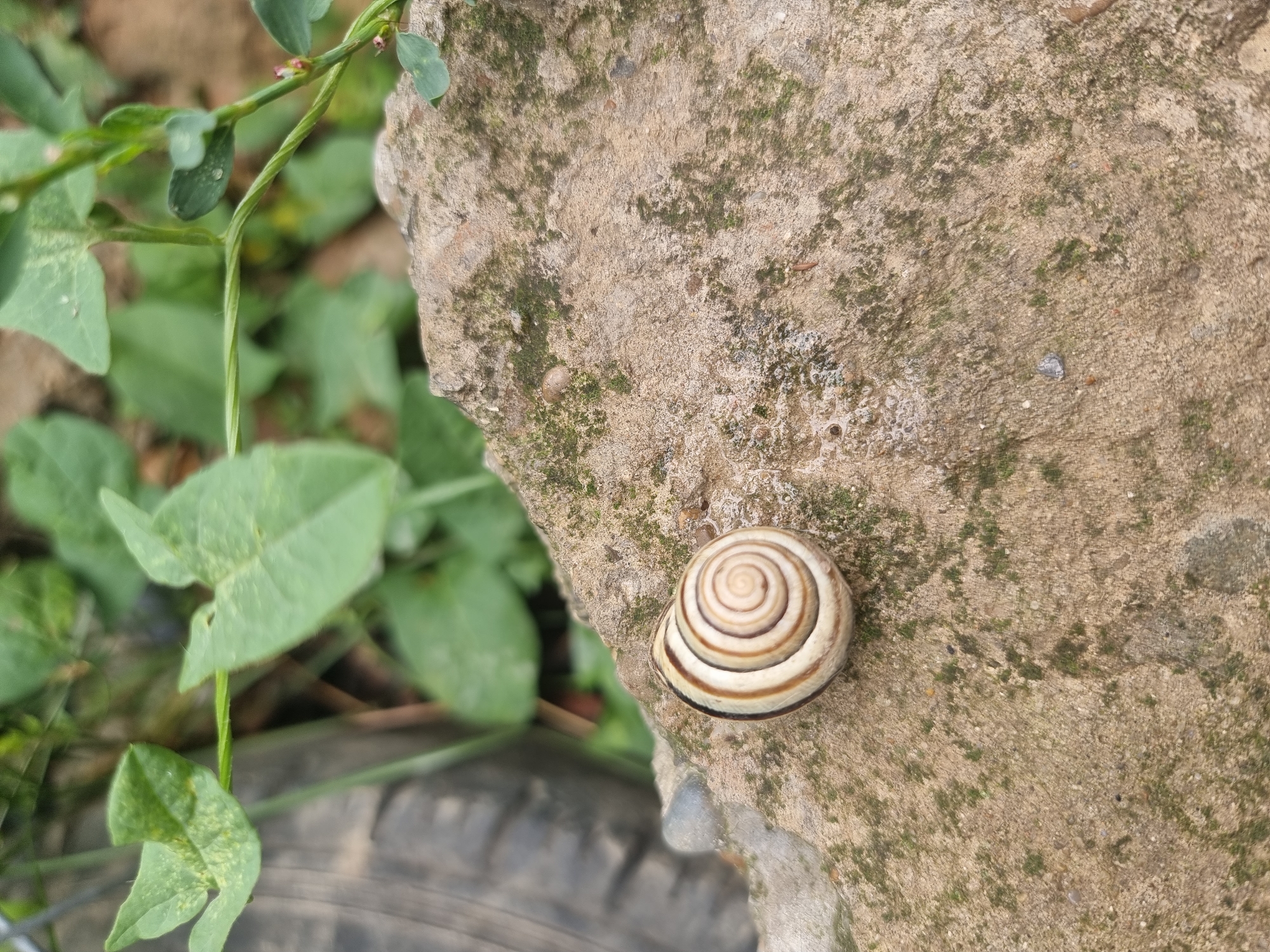 Copanca, Moldova