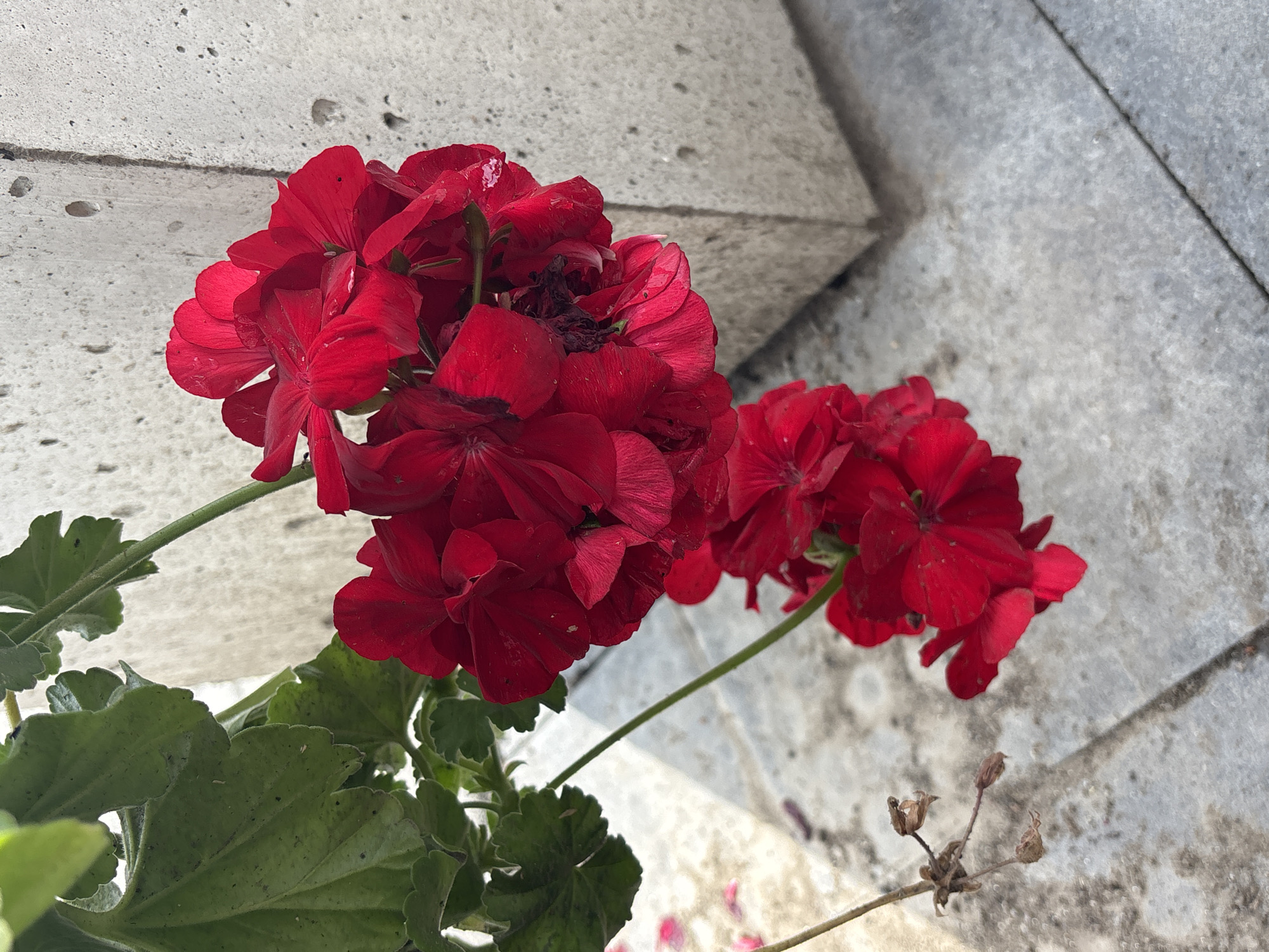 Morning park walk along river with blooming flowers and amenities