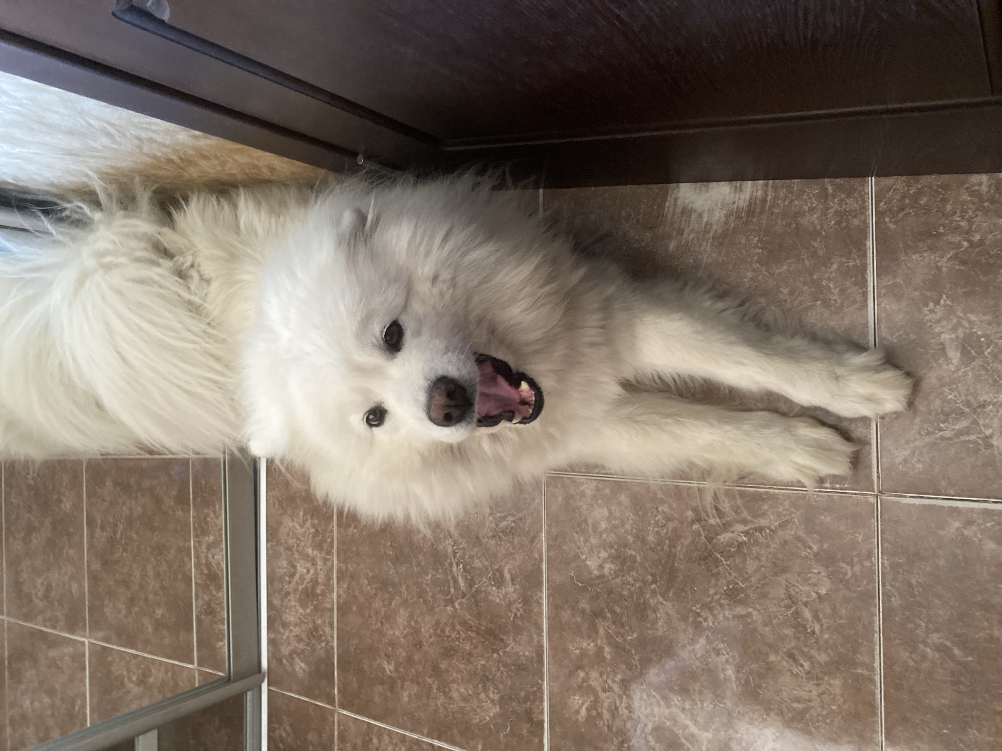 Samoyed spends a sunny afternoon lounging, playing, and getting pets