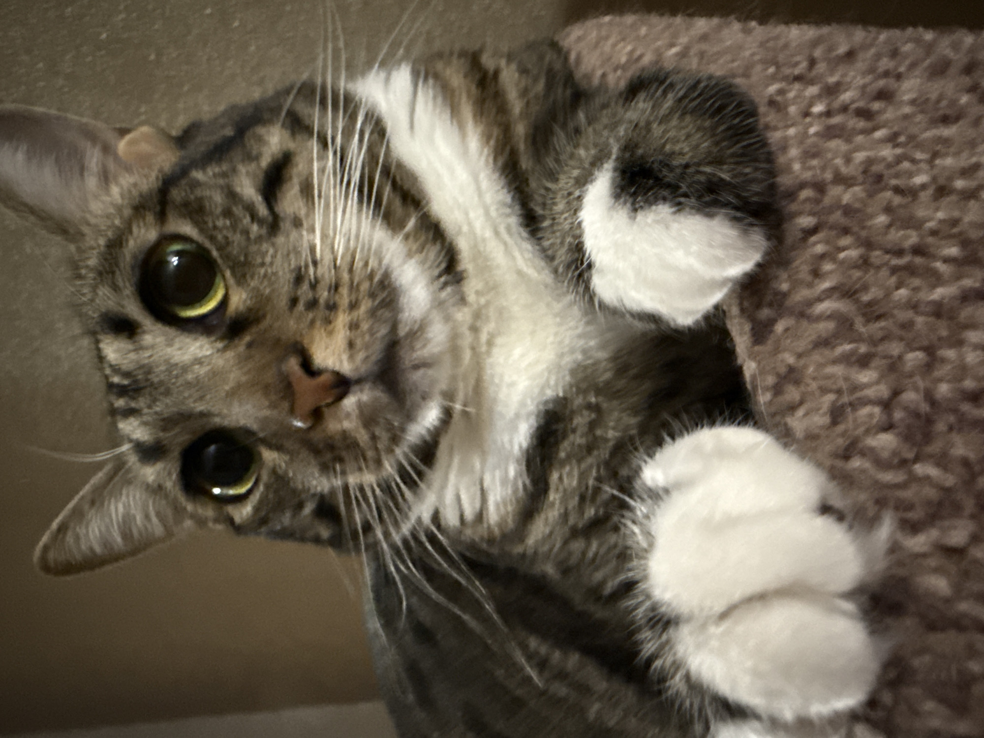 Tabby cat photographed in multiple indoor poses in Ramenskoye