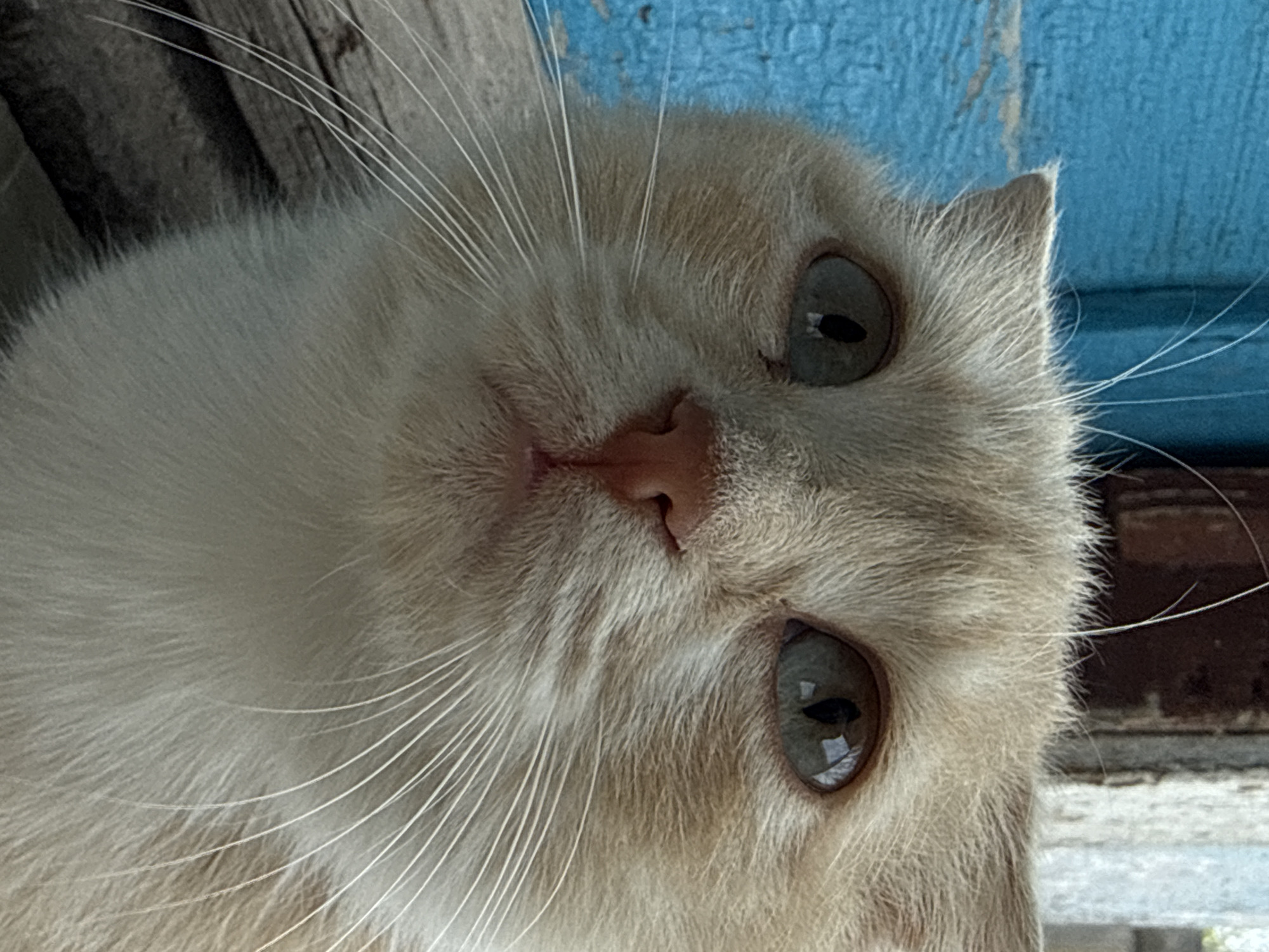 Cream cat spotted in Aksay, Kazakhstan