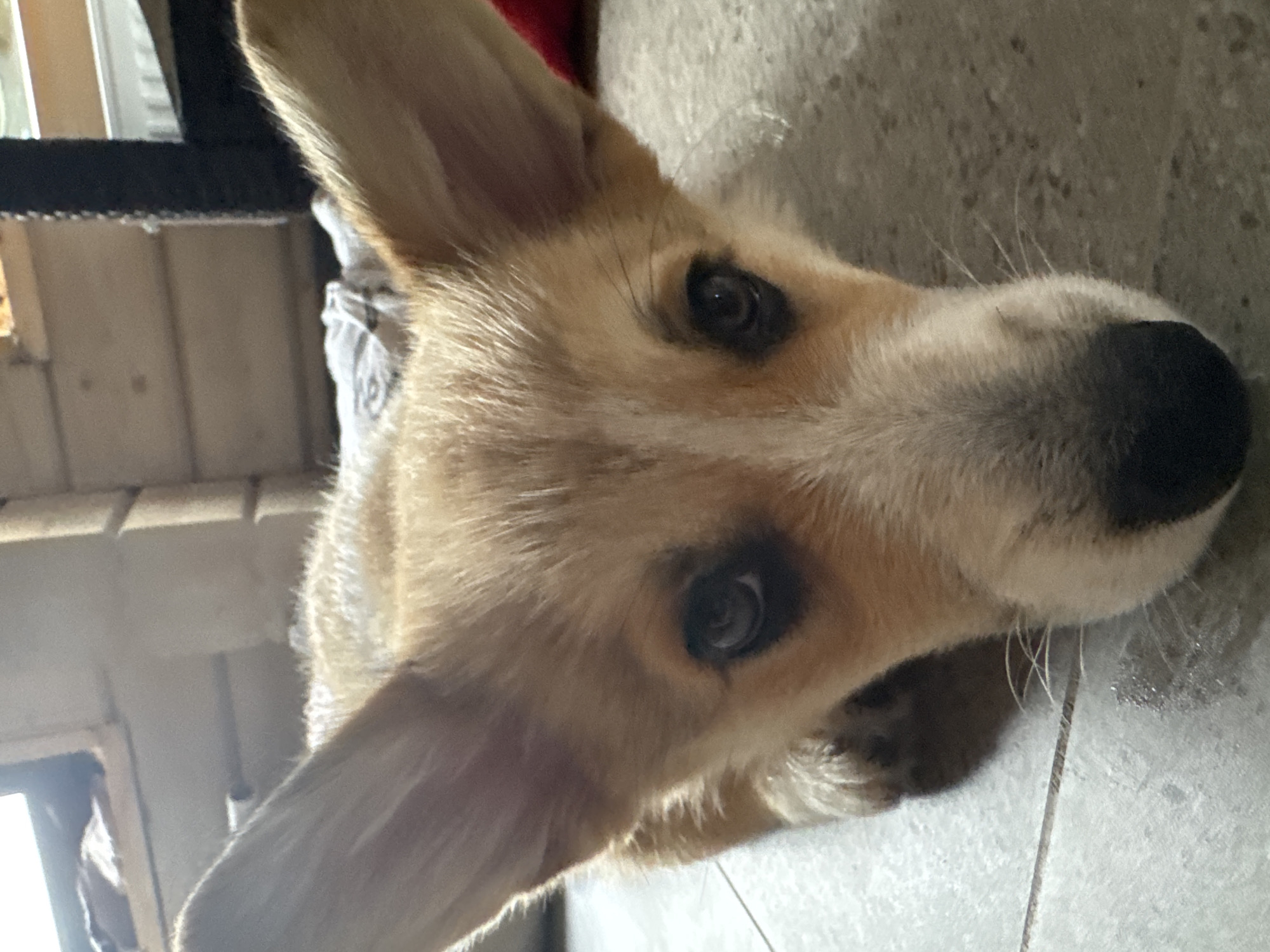 Corgi puppy's lazy afternoon at home with toys and houseplants