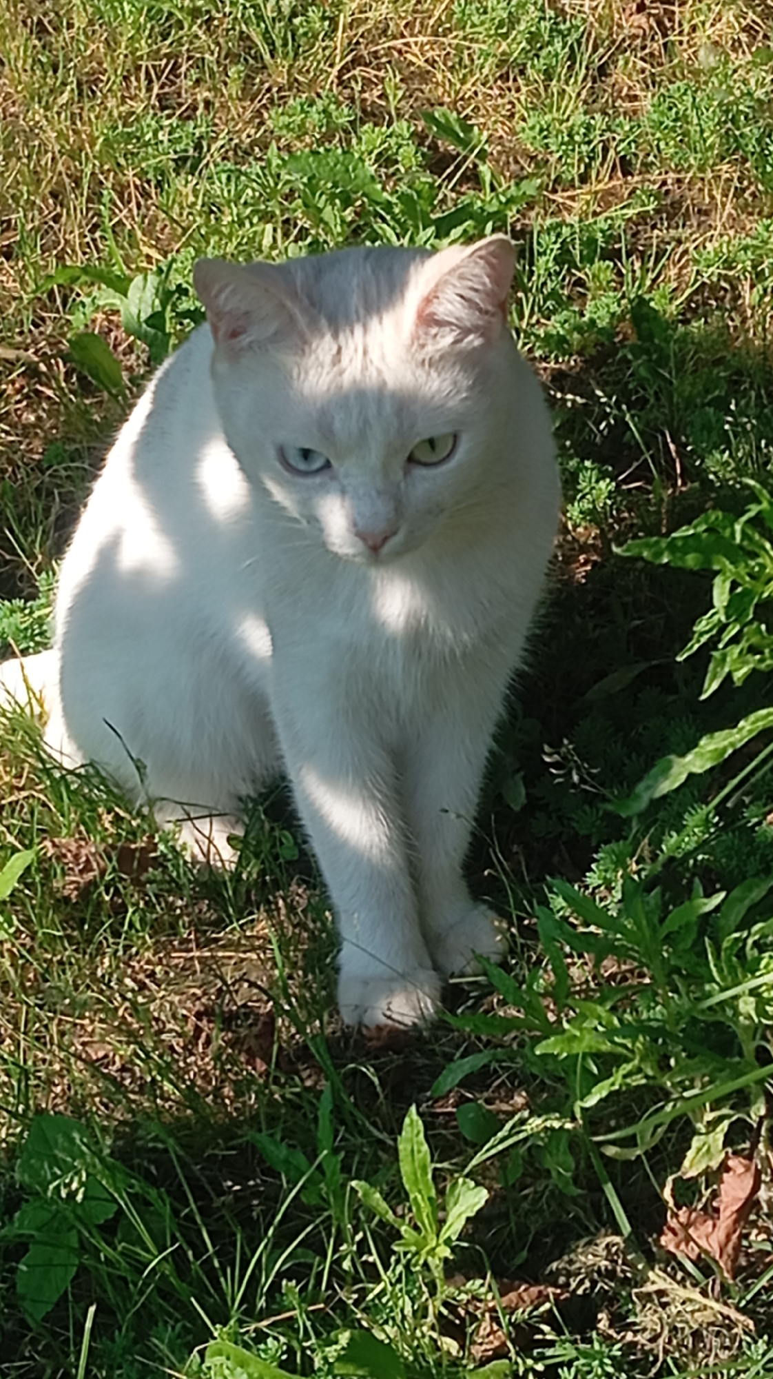 White heterochromic cat and wildflowers in Baksan, Russia