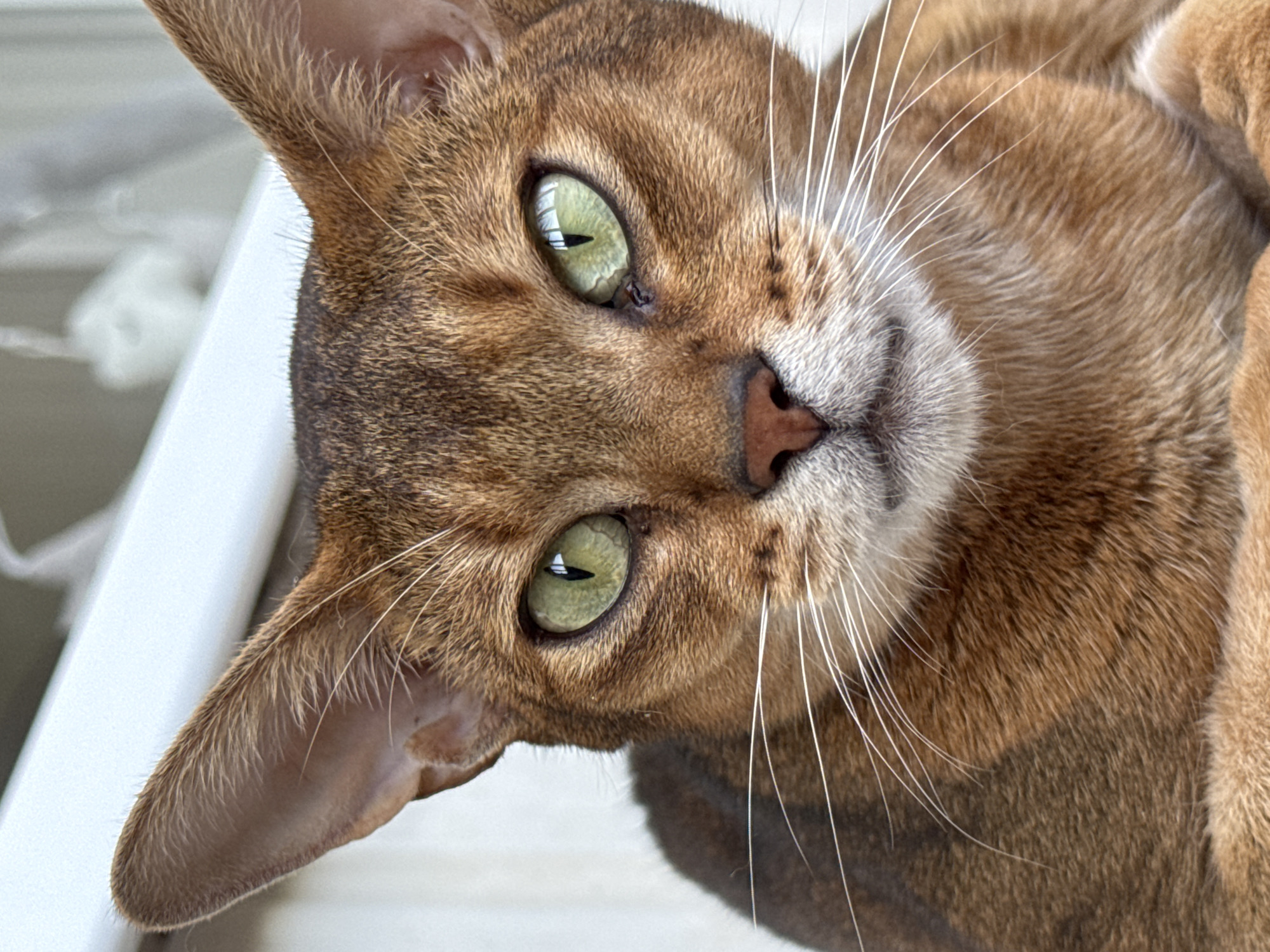 Abyssinian cat at home in Noviy, Russia