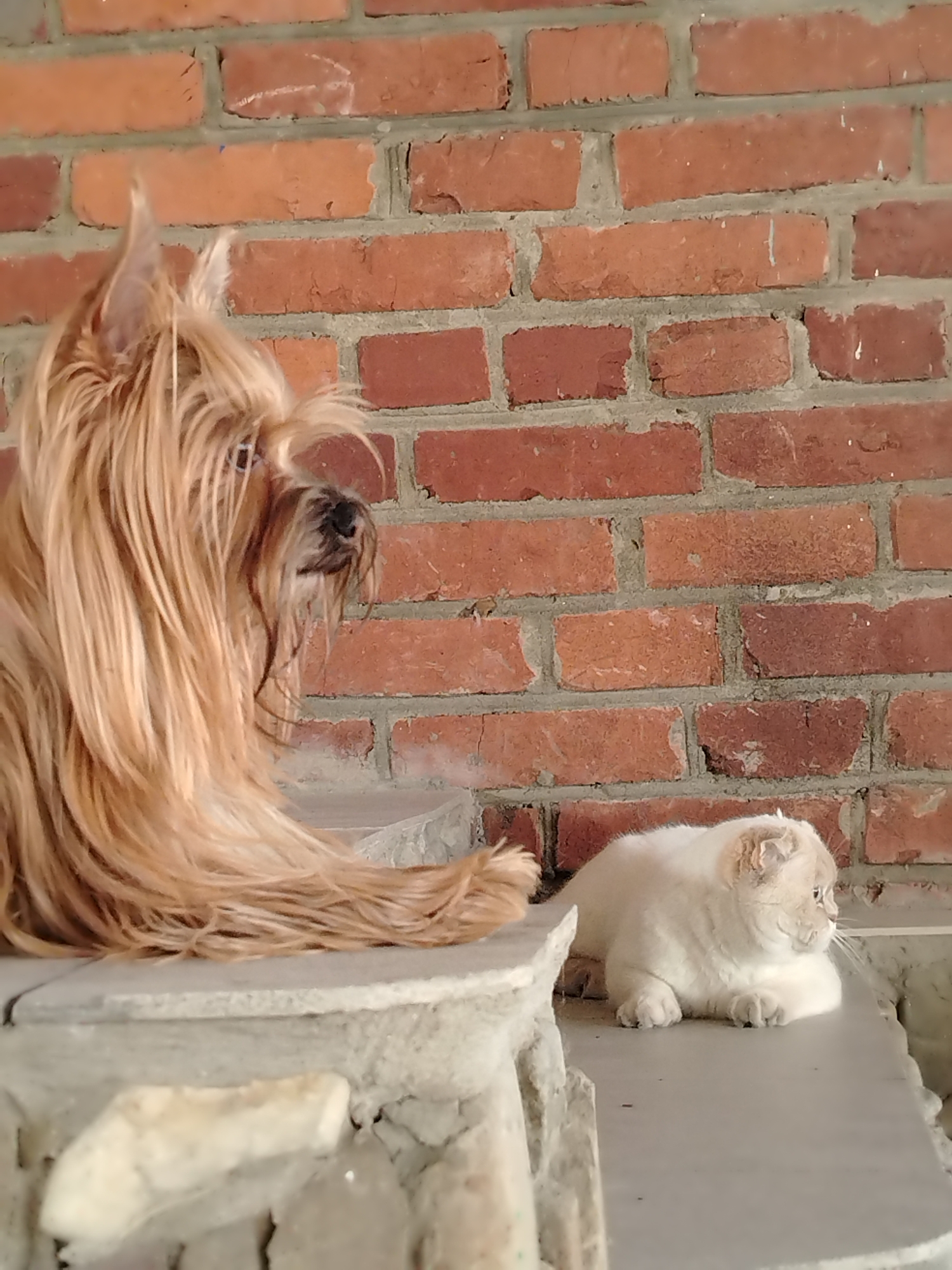 Dog and cat interactions in Fyodorovskaya garden spaces
