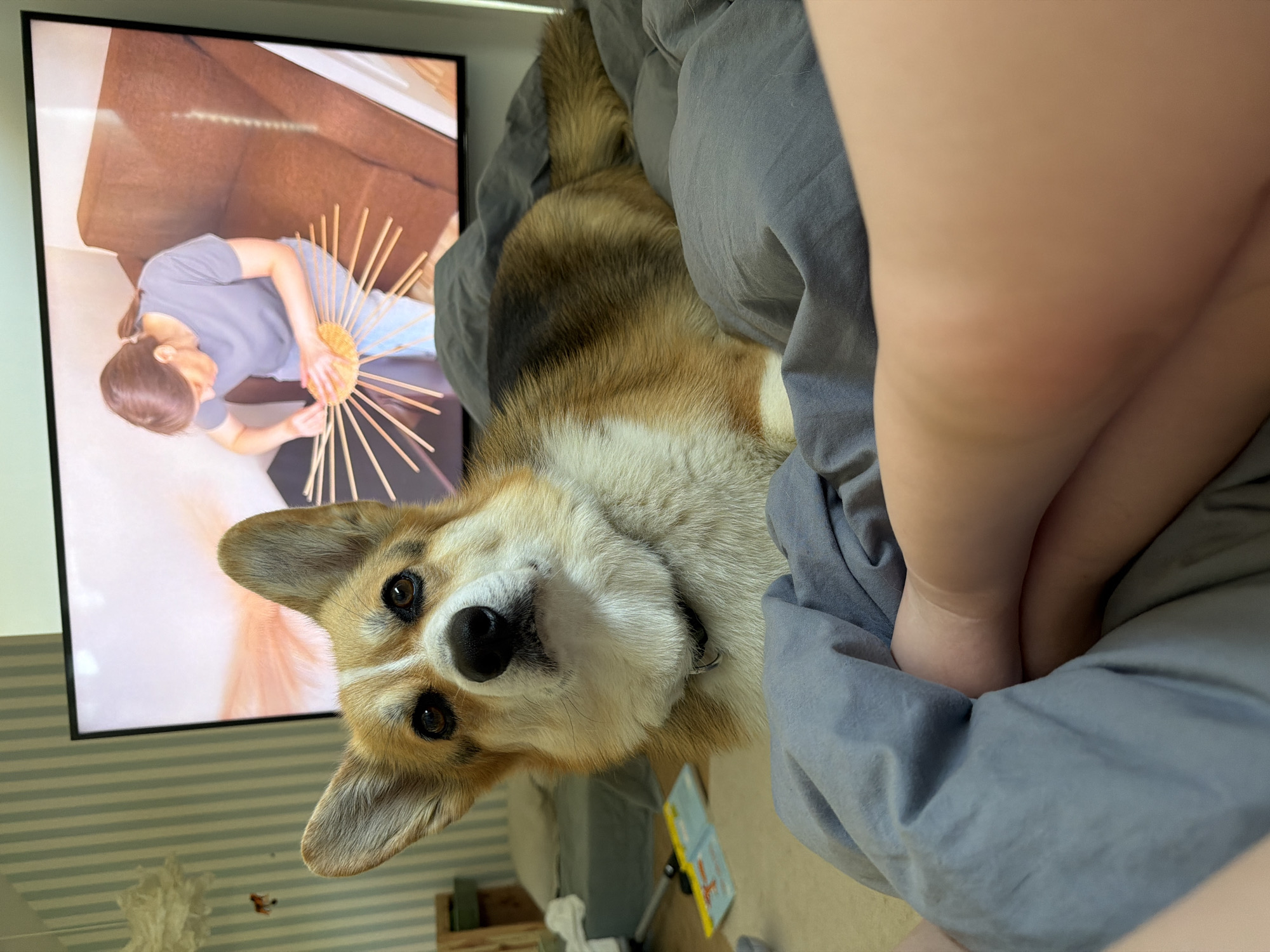 Lazy morning at home with a corgi in Gangloff