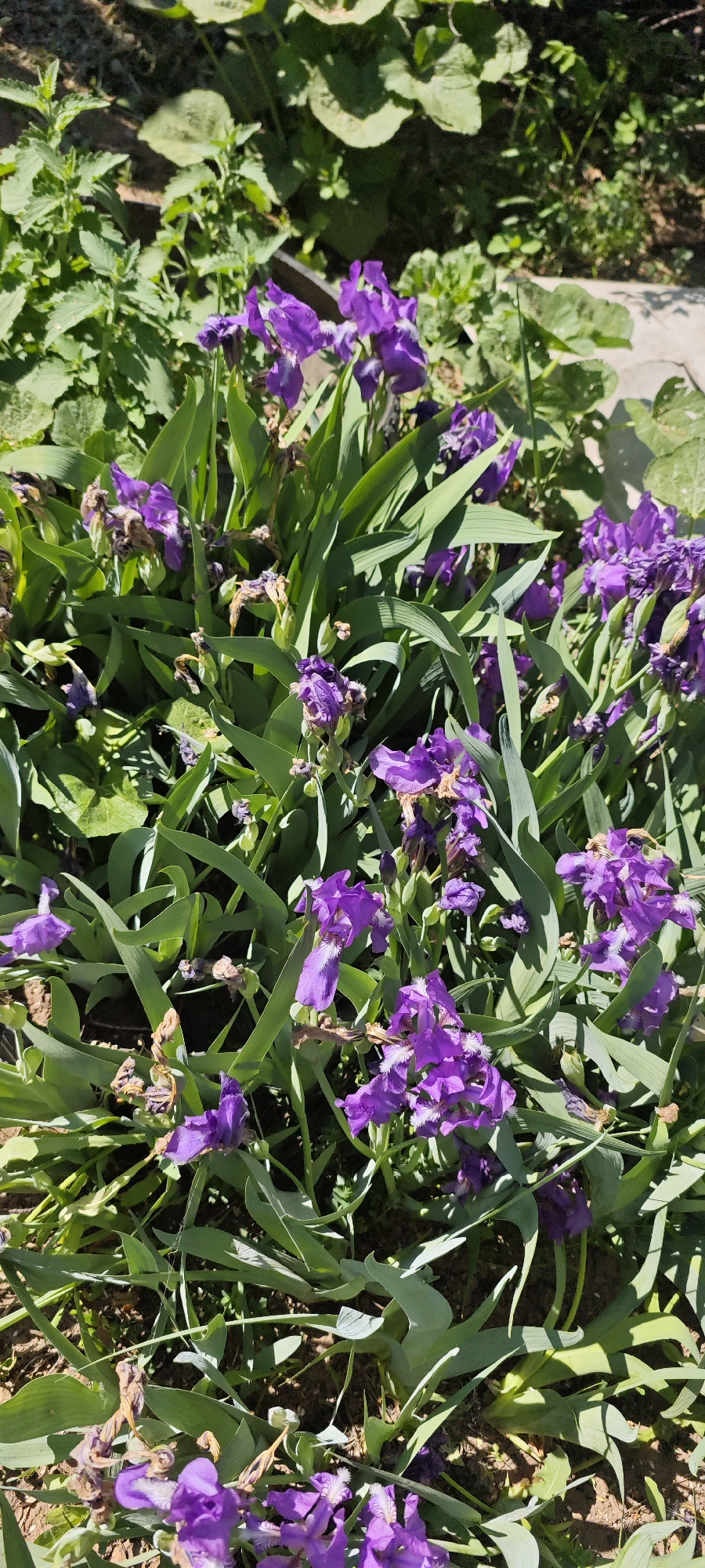 Spring flower documentation session captured in Chaikovsky gardens