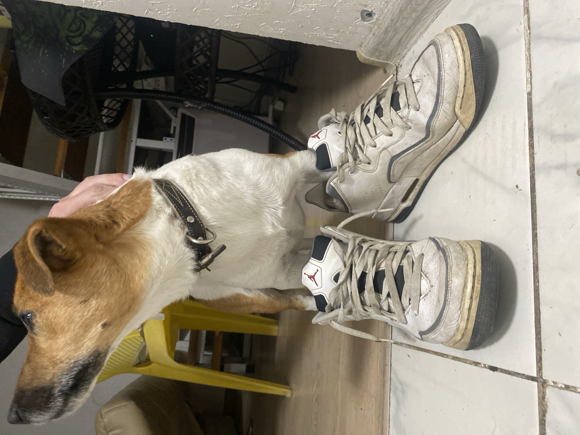 Evening at a Russian dacha with a Jack Russell Terrier and home cooking