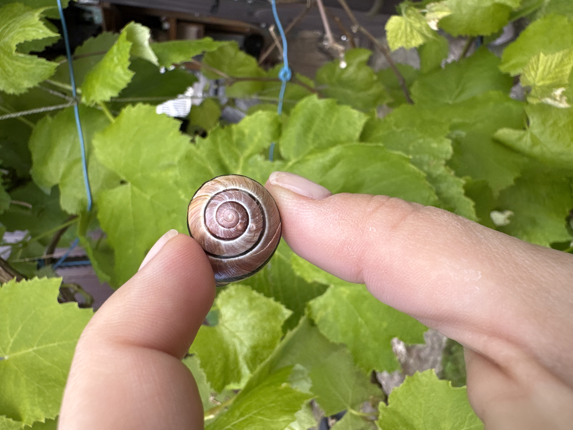 Backyard BBQ afternoon in Gvardeysk, gardens blooming, kids playing outside