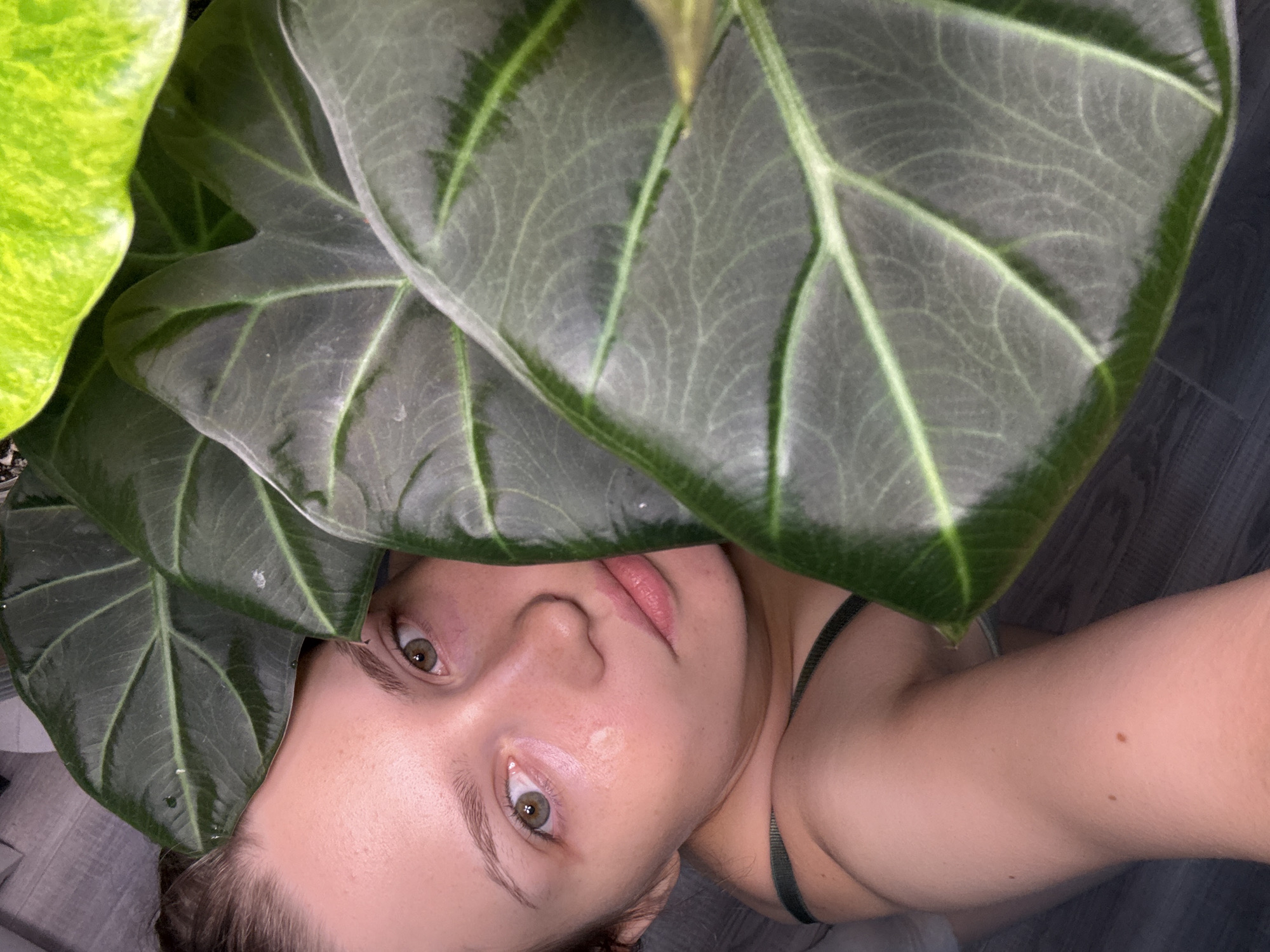 Resting on a wooden floor, partially framed by tropical leaves