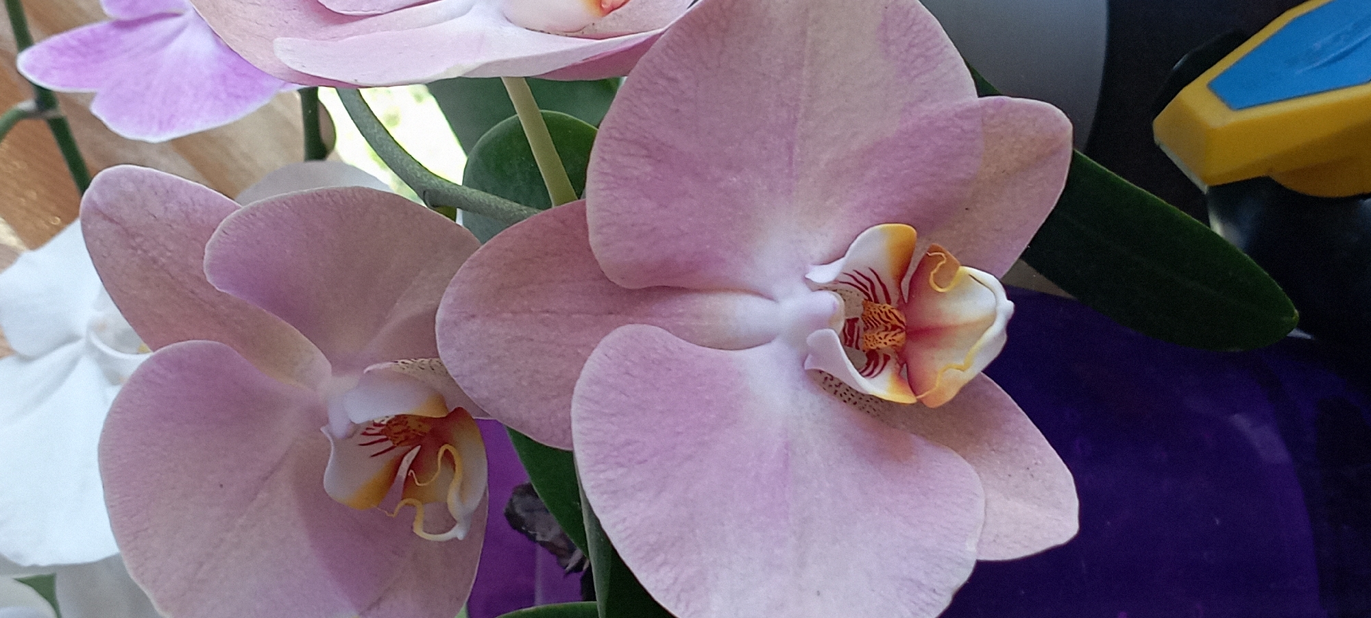 Close-up garden florals — orchids and roses in bloom
