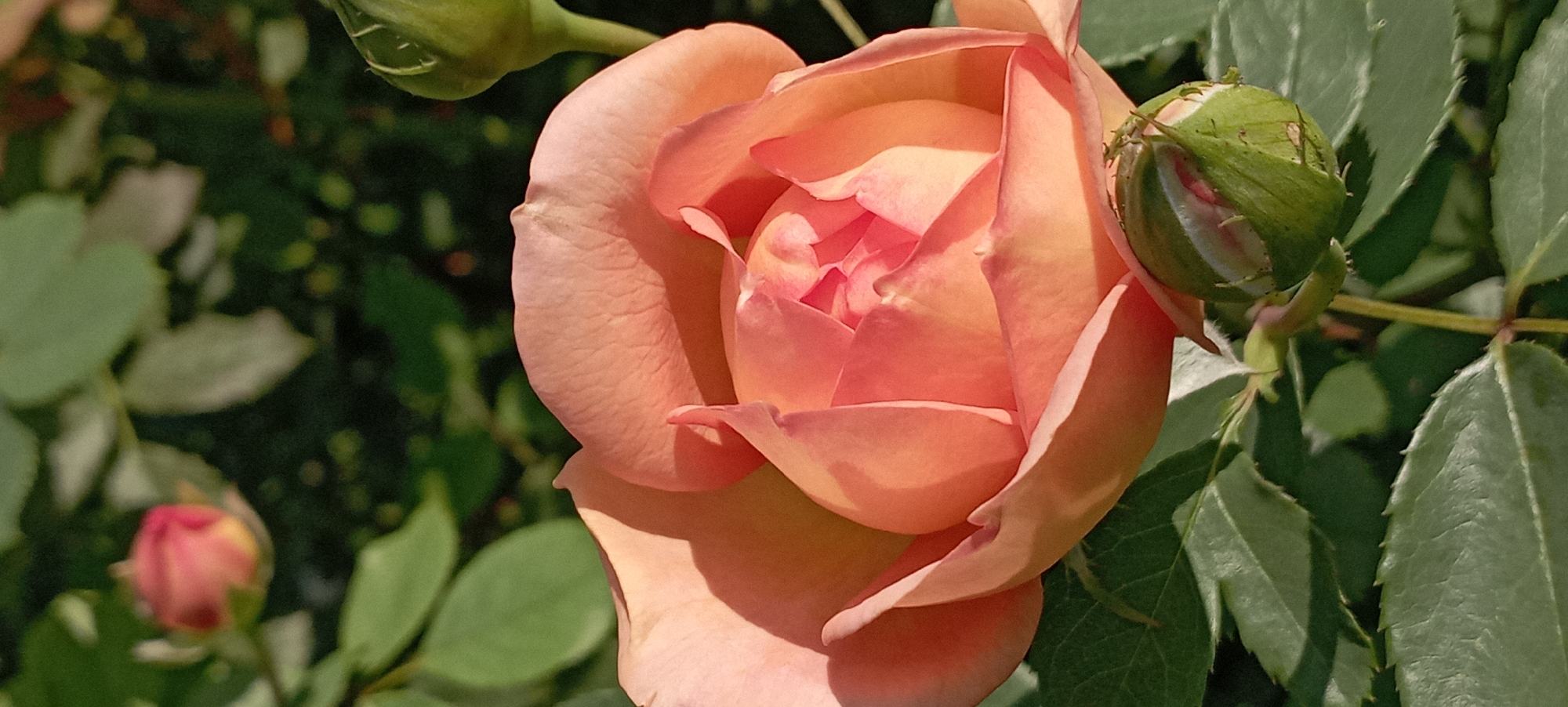 Roses in full bloom across a Radisne garden