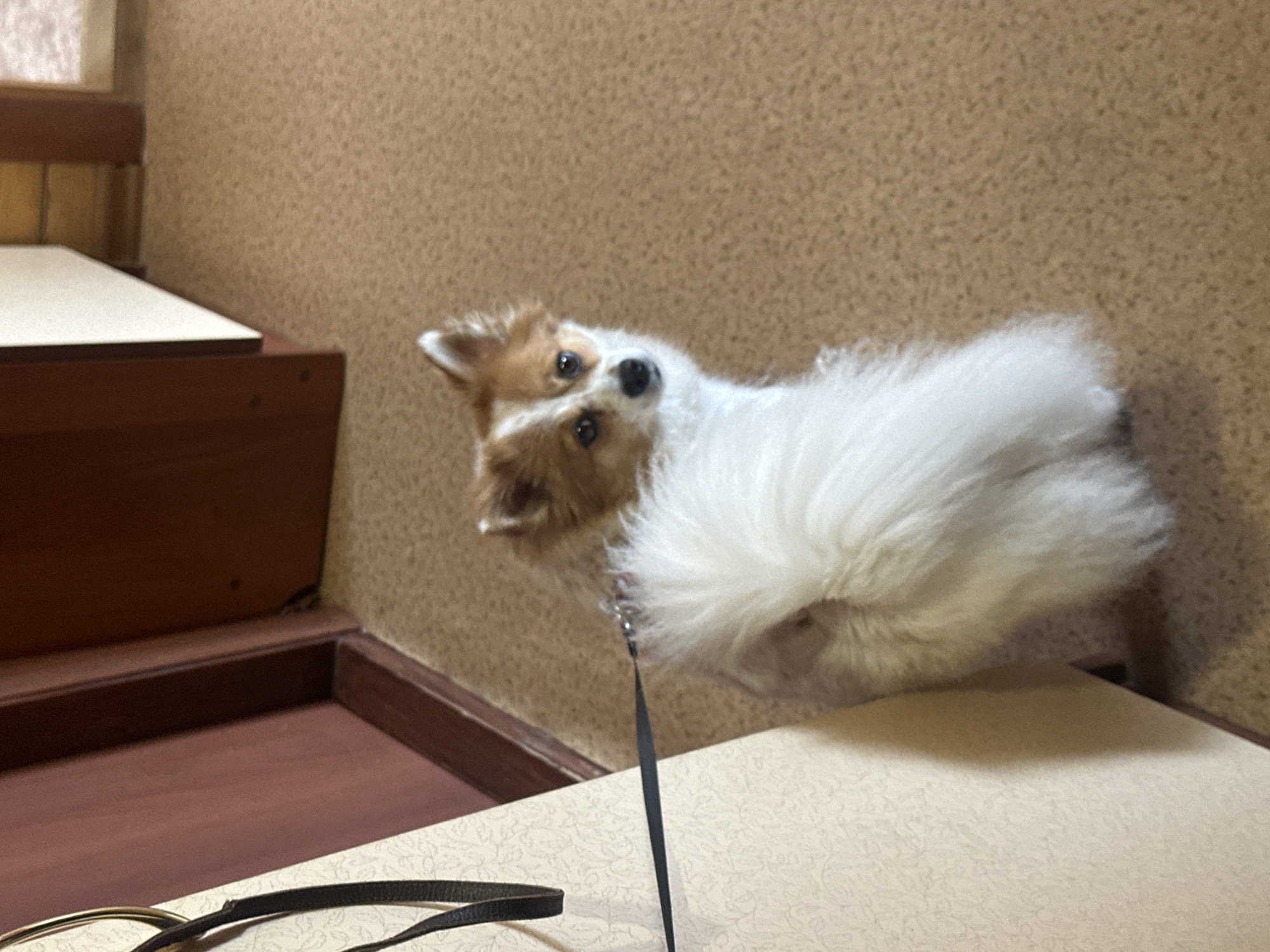 Dog bathing and care activities documented in Kazan homes