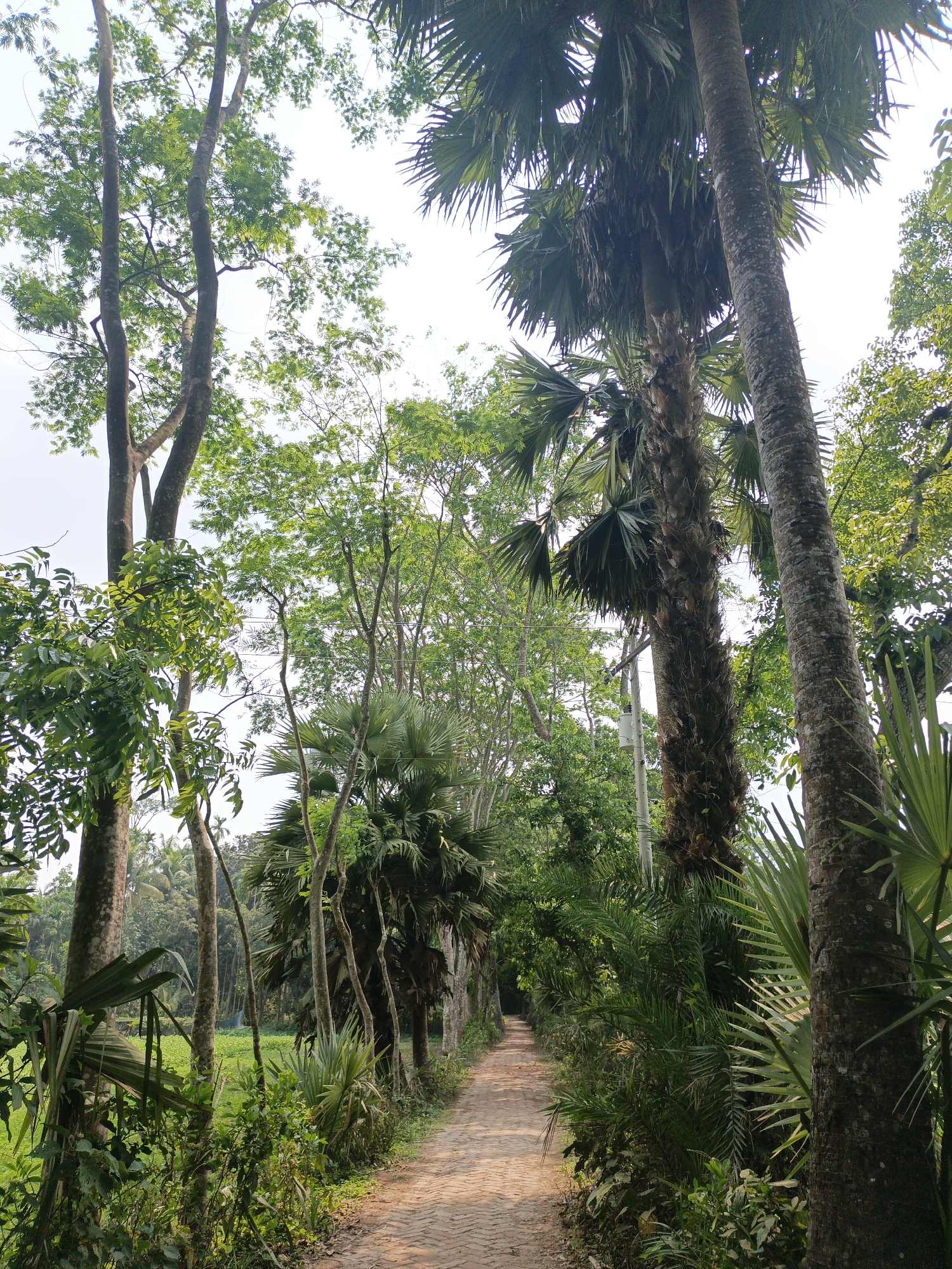 Rural village scenes documented in Muladi, Bangladesh