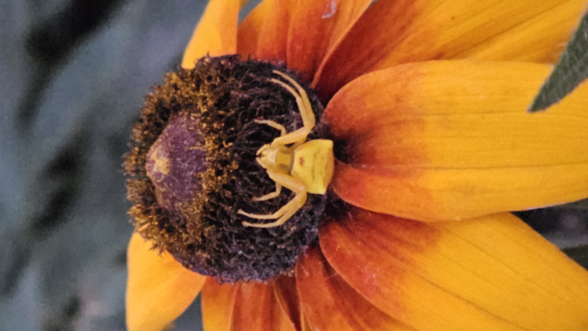Yellow crab spider resting on a vibrant flower in Kazakhstan