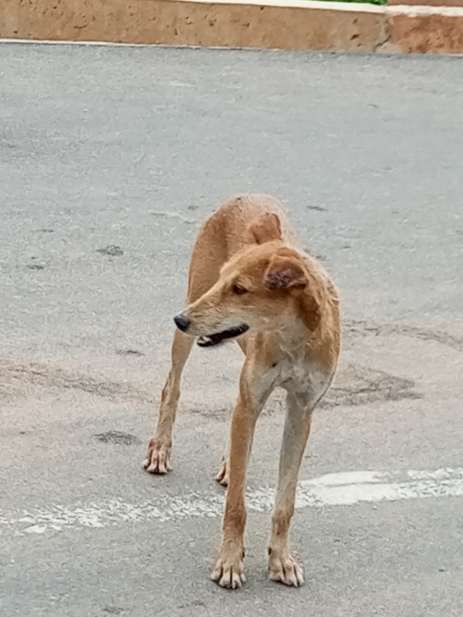 Lean street dog pauses on asphalt in Tempure, Nigeria