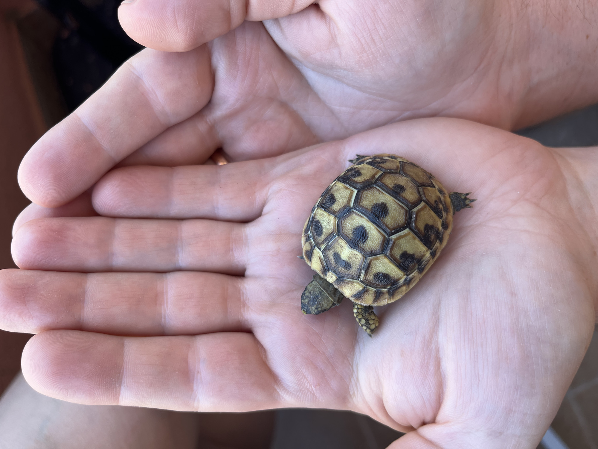 Baby tortoise, street cats, and Budva views on a summer morning