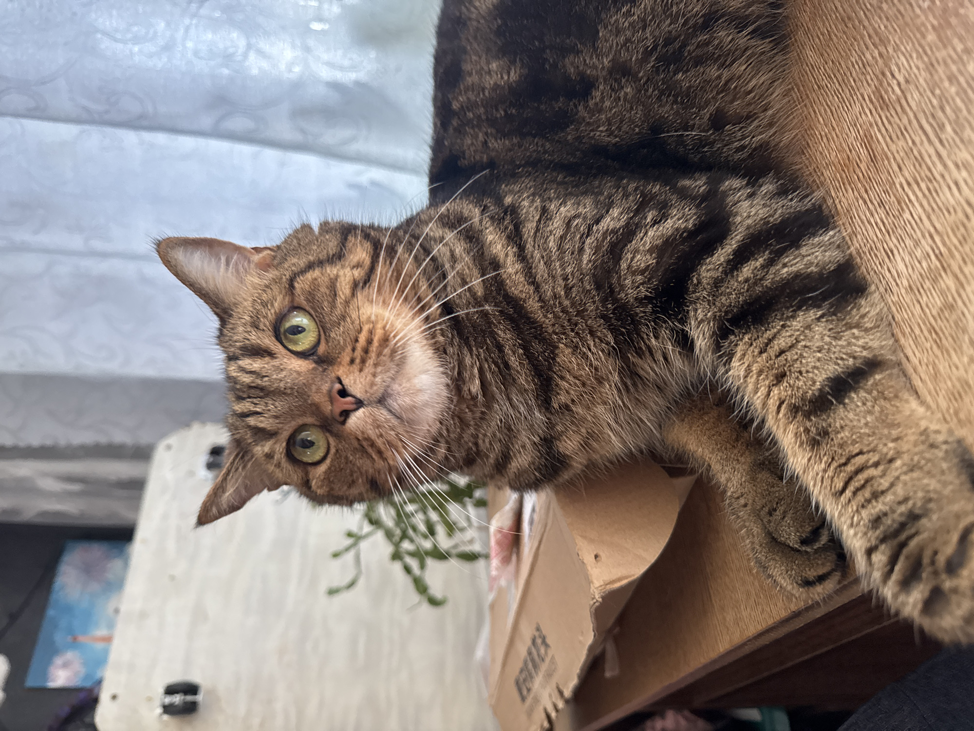Tabby cat and a parked sedan, Tolyatti