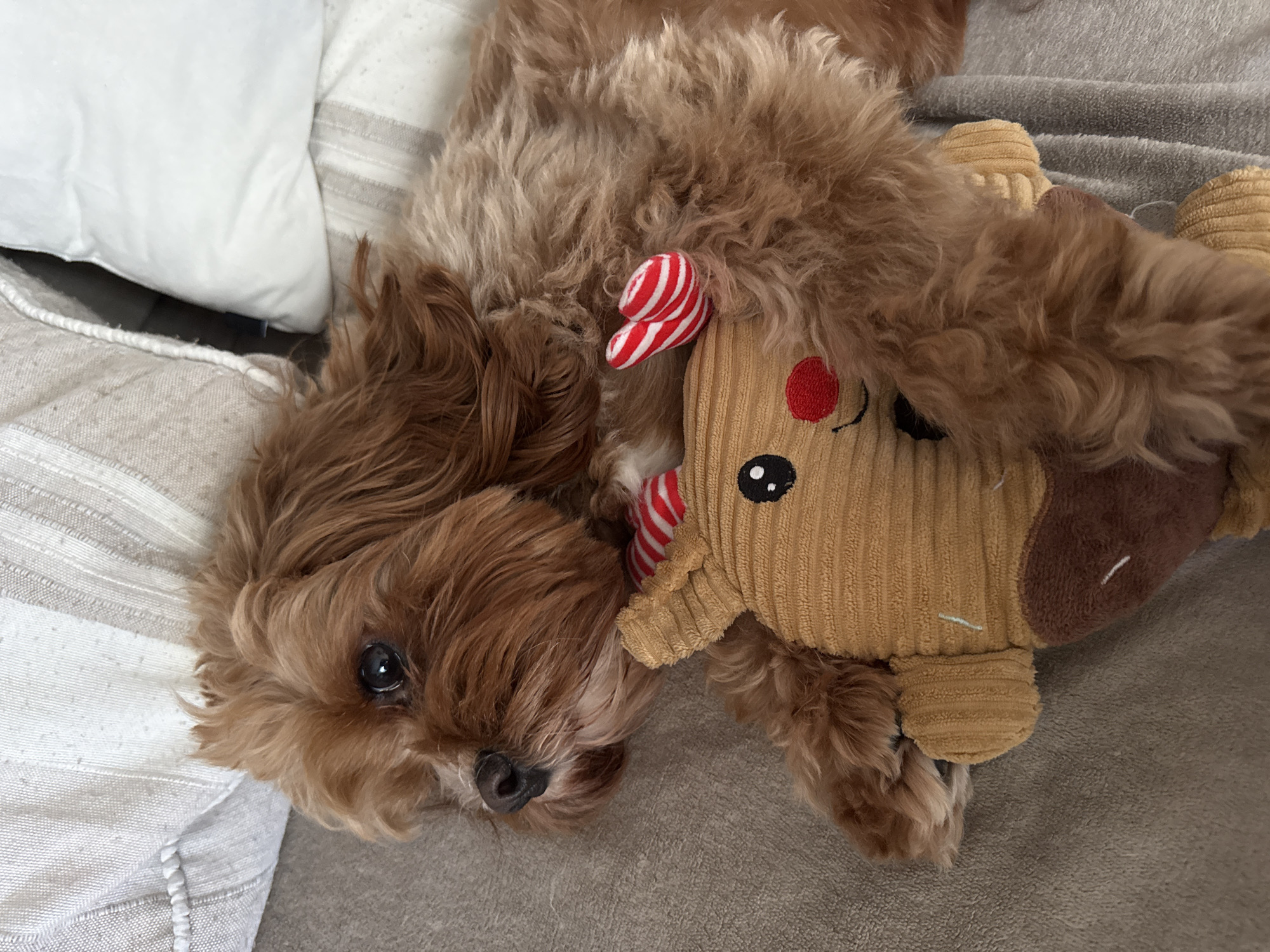 Dog rests with toy on furniture in Sofia