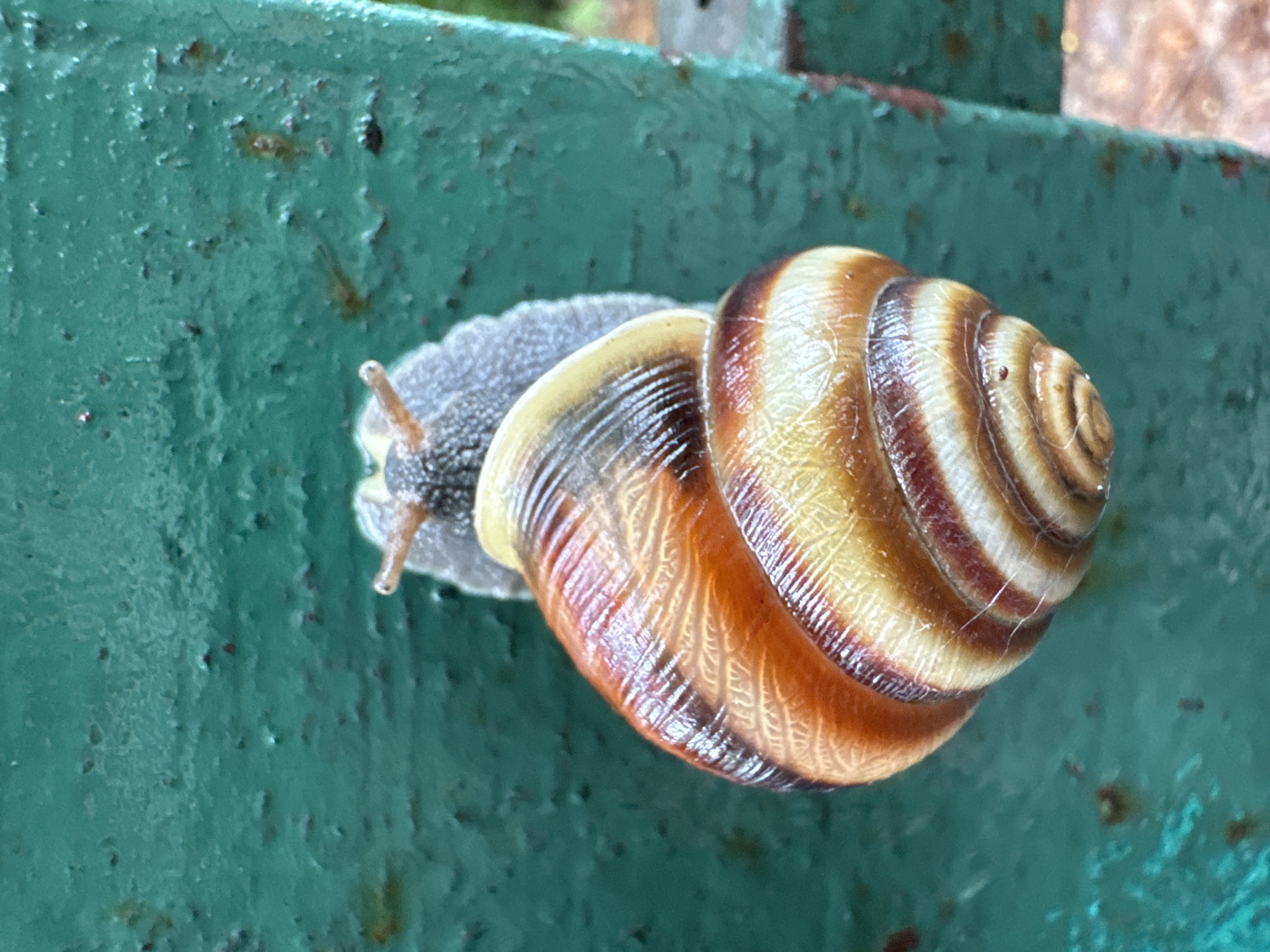 Snails on wet surfaces in Michurinskoye, close up