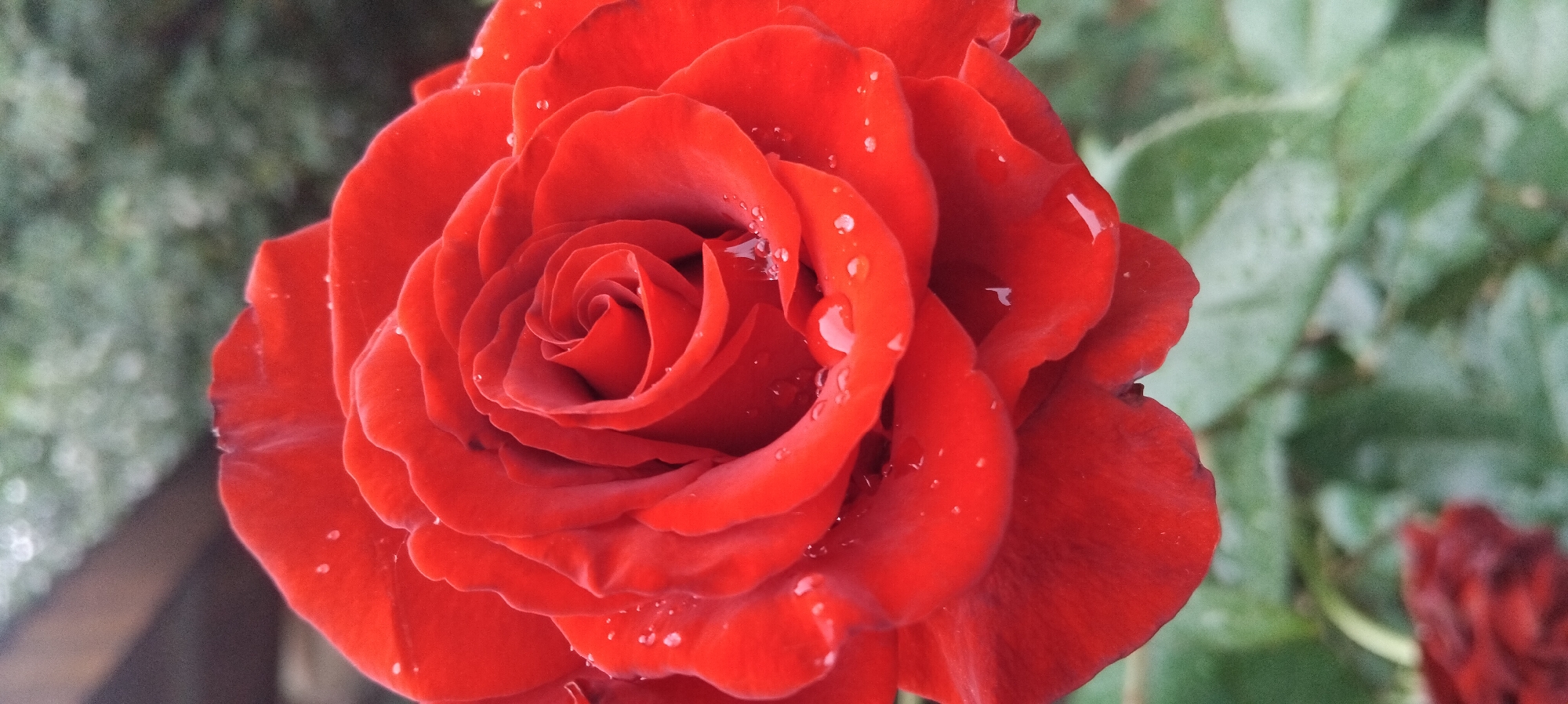 Close-up roses and circuit boards shot in the same session