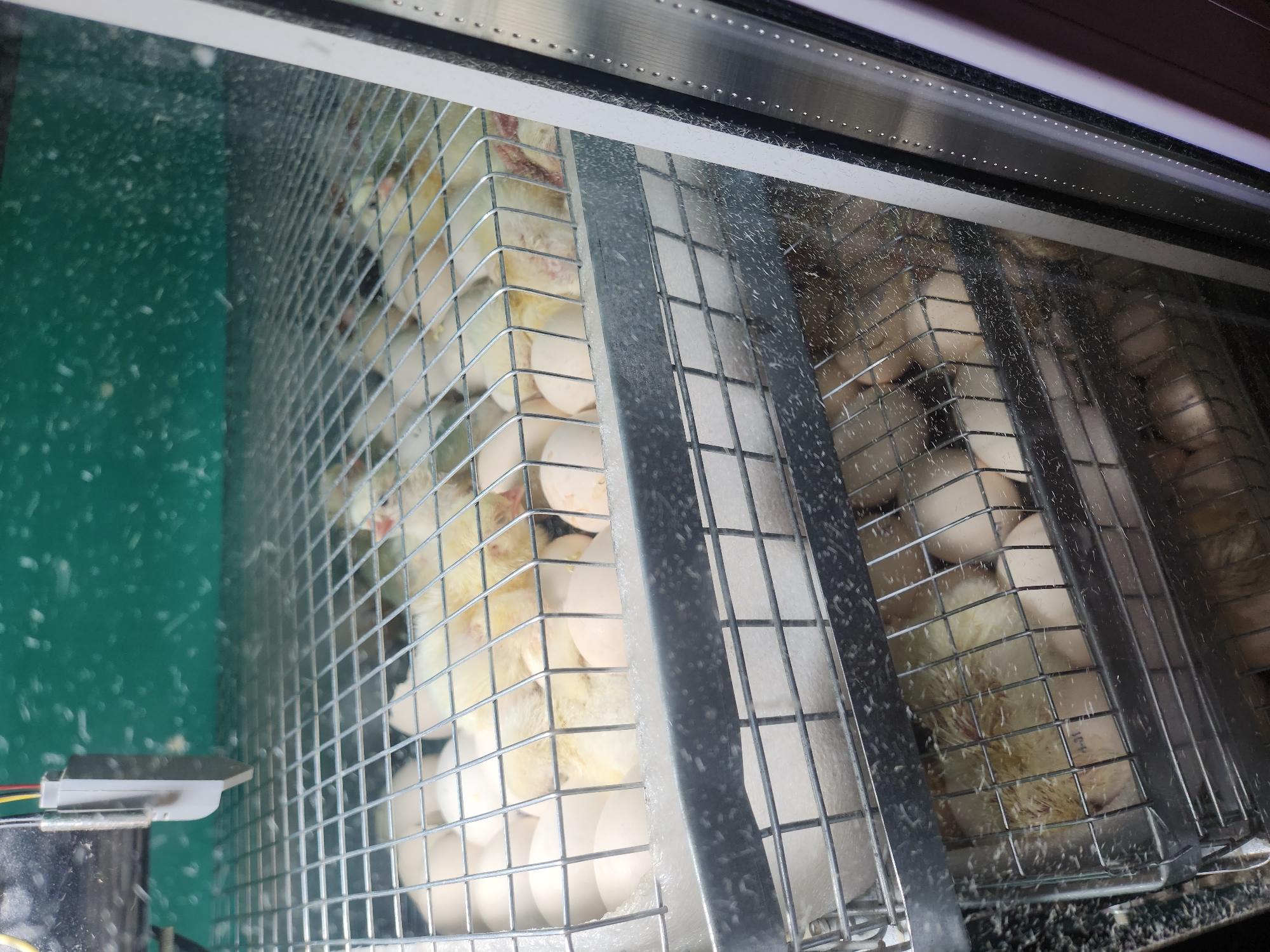 Dawn chick hatching operations documented at Russian poultry farm
