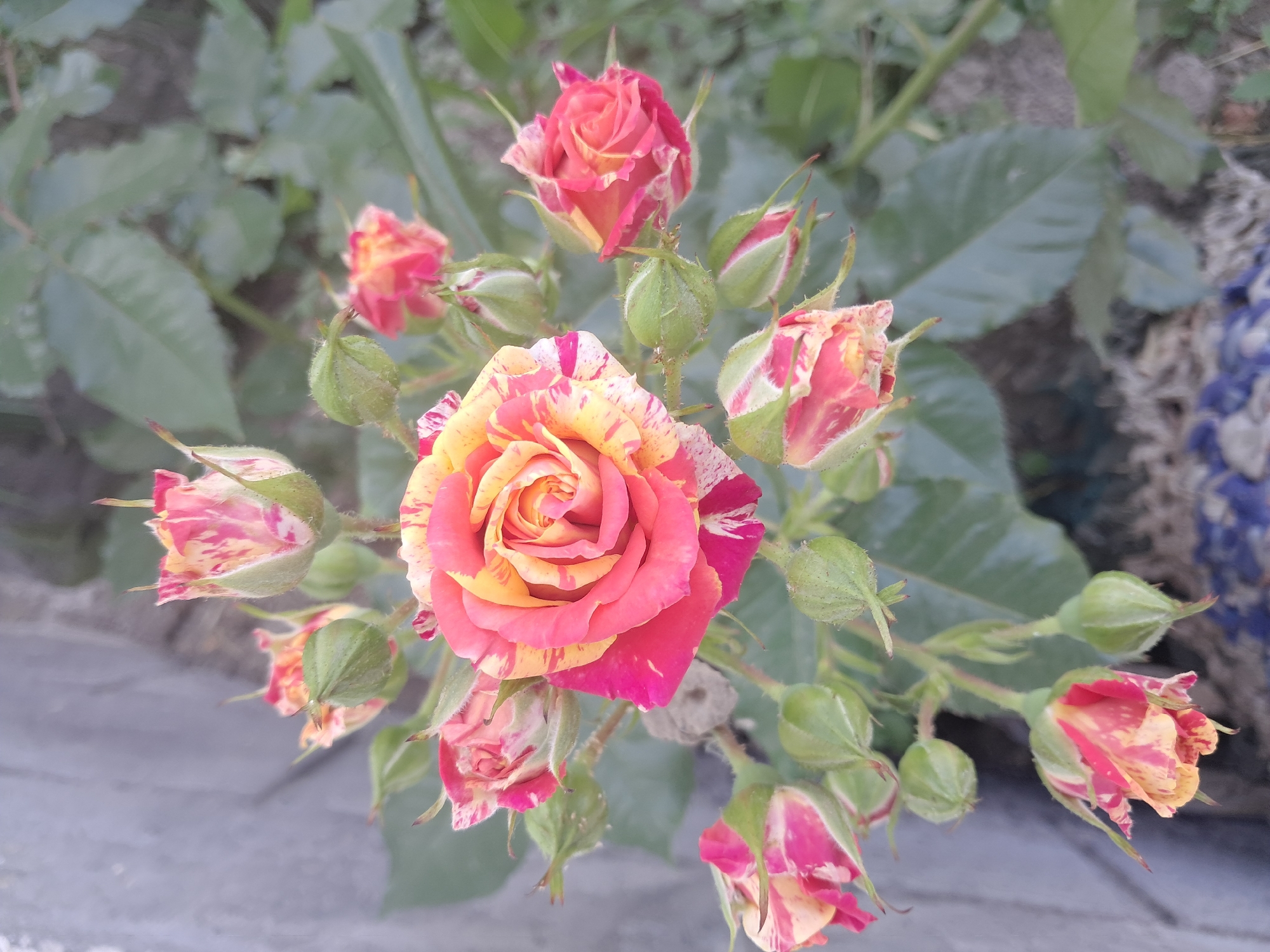 Lazy afternoon with a tabby cat, striped roses, and a dog