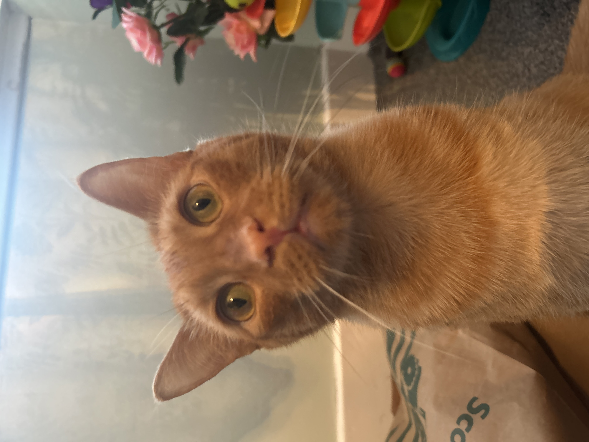 Orange tabby cat photographed near flowers in Glasgow window