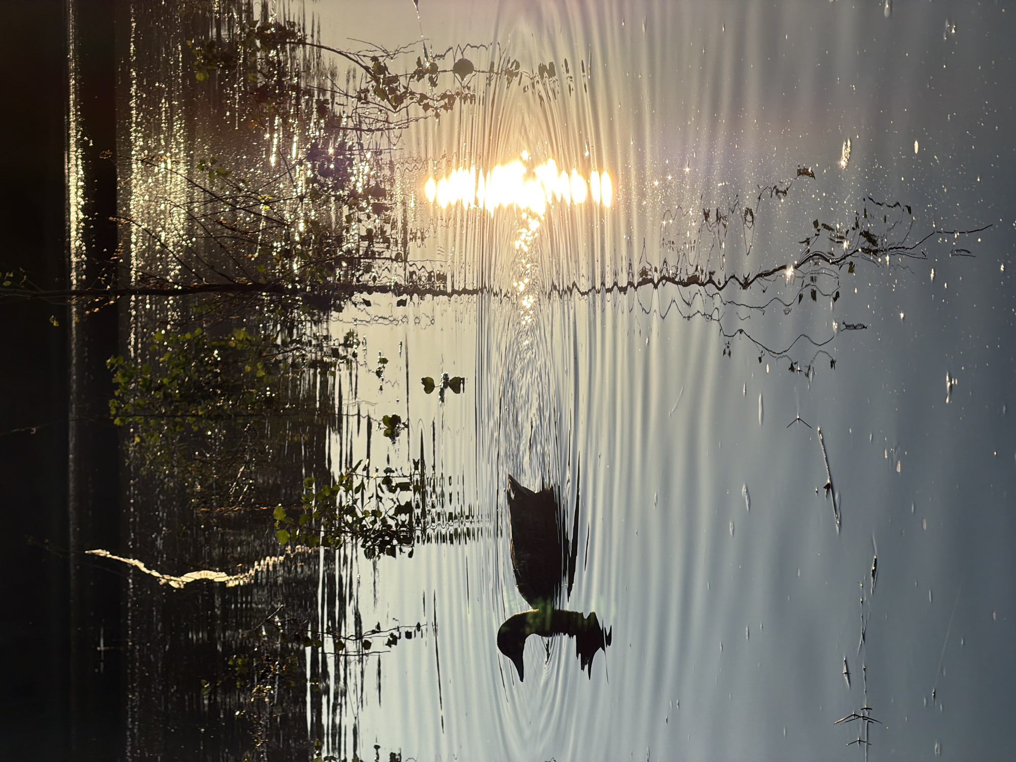 Lazy summer afternoon on the Kama River, ducks and swimmers sharing the water.