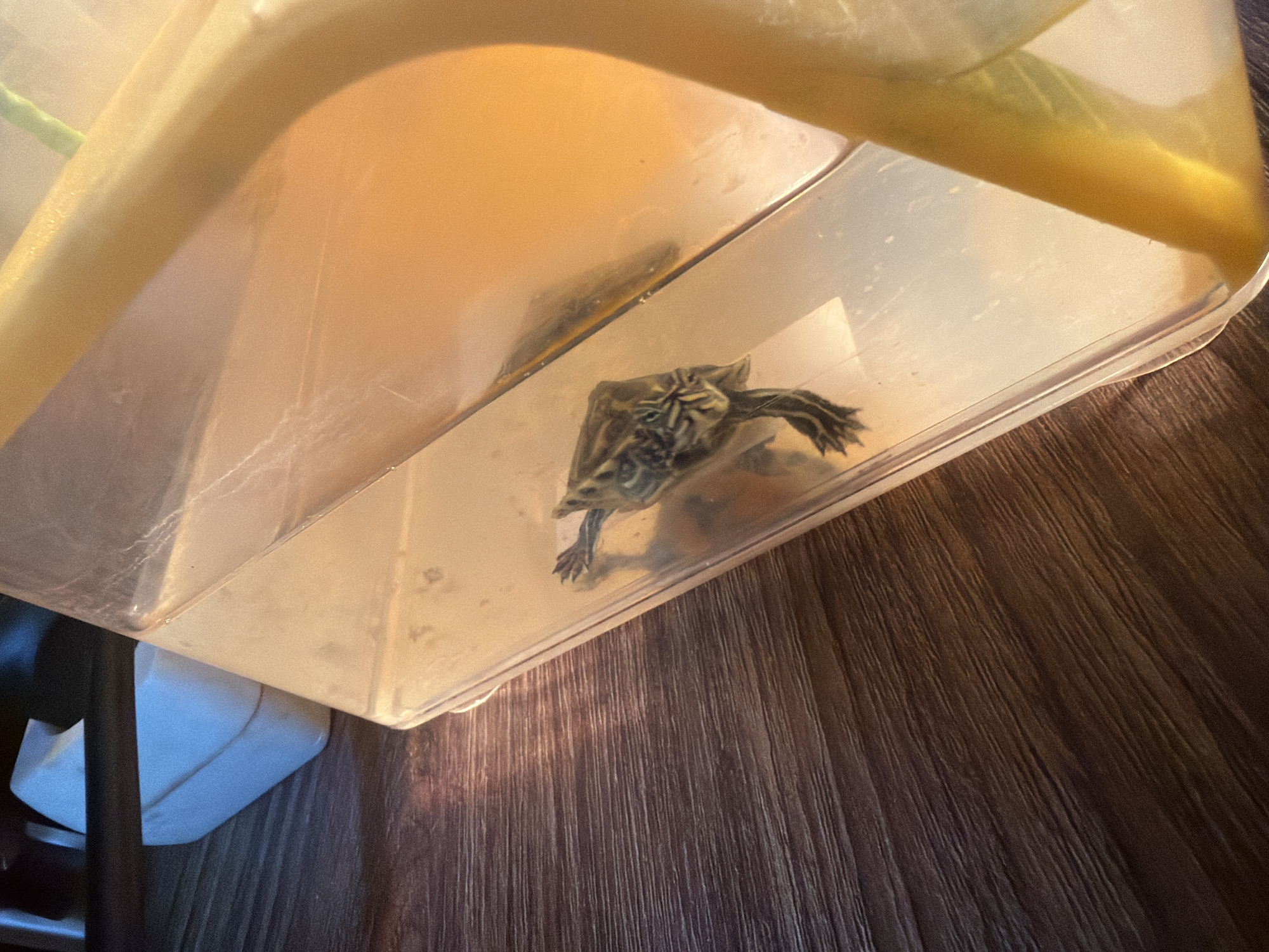 Morning indoor moments: pet turtle and gaming in Bulgarian village