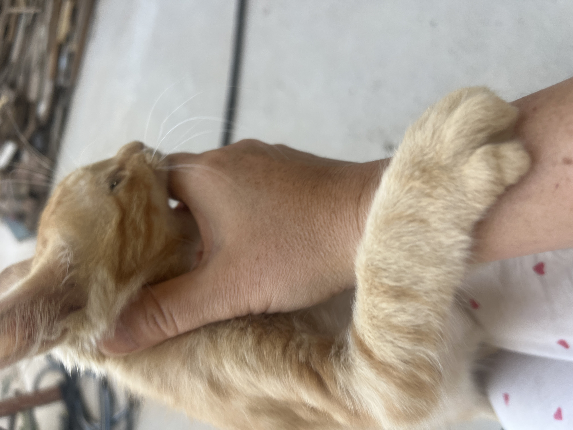 Orange kitten, garden bugs, and passing planes on a quiet afternoon
