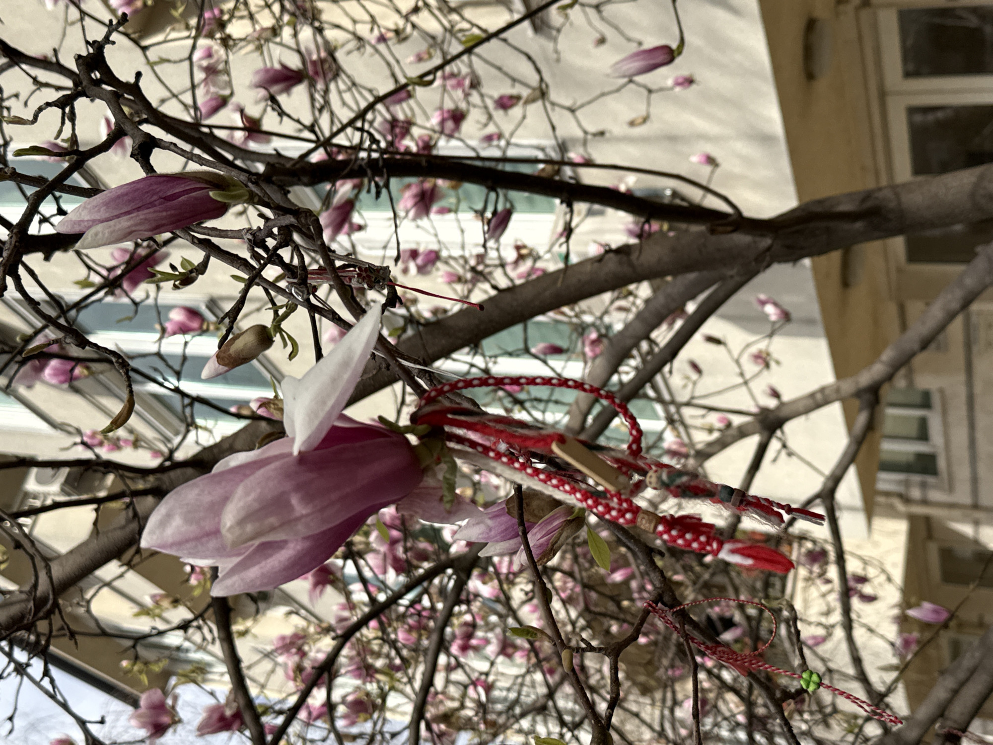Blooming magnolia tree decorated with traditional Bulgarian martenitsi in Sofia