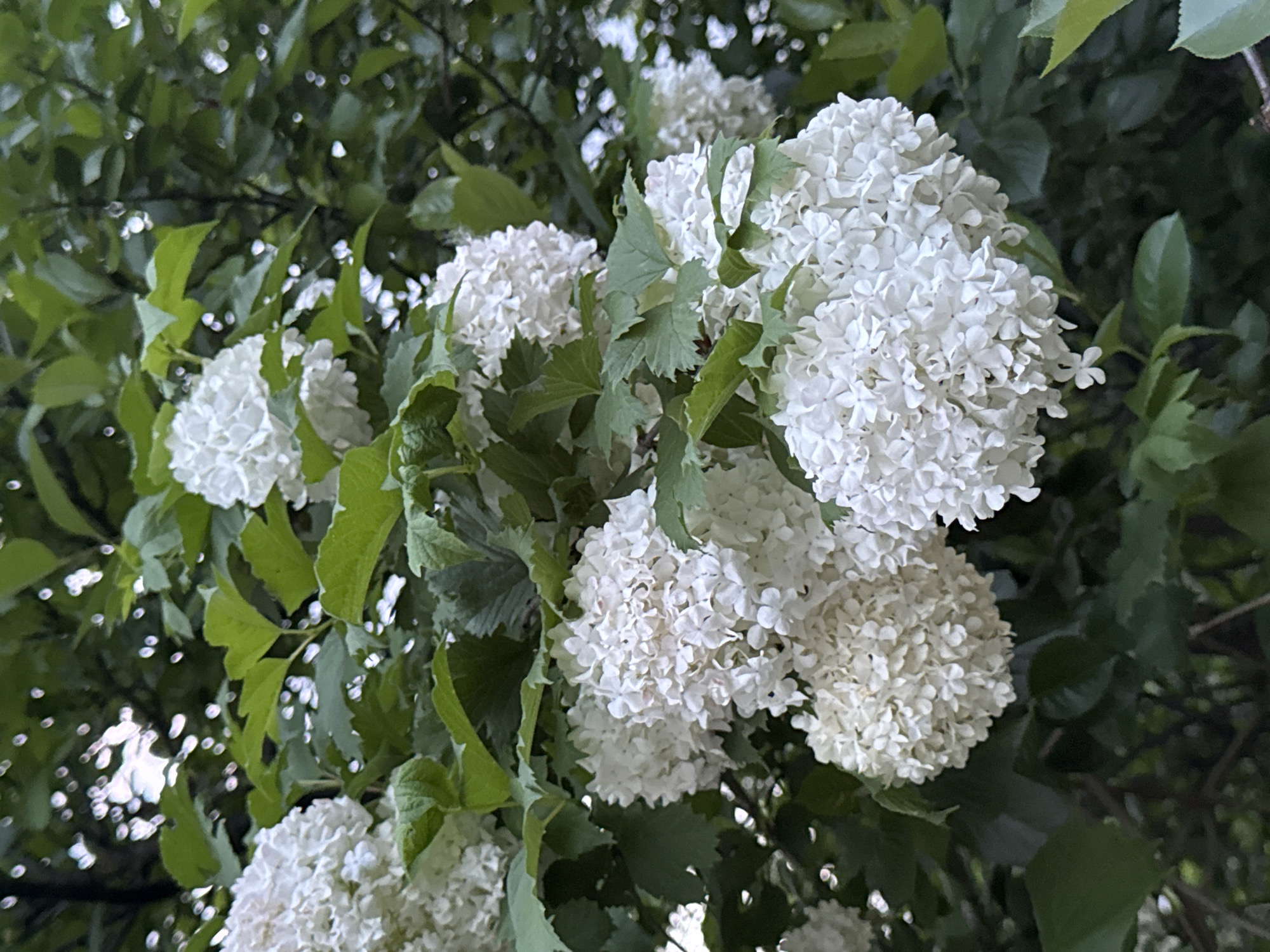 Evening neighborhood walk captured in suburban Shcherbinka, Russia