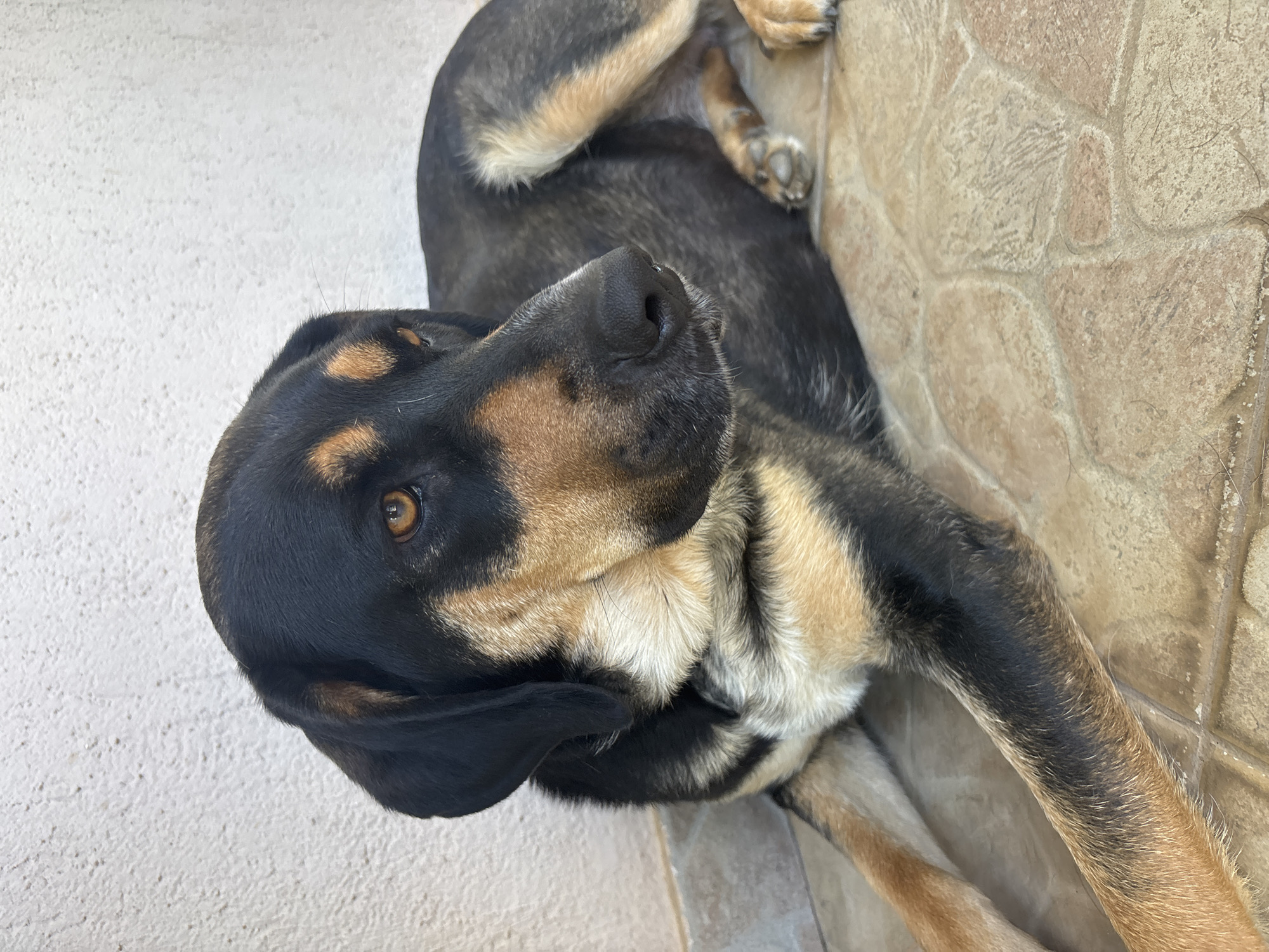 Dog resting on a Podgorica patio beside blooming zinnias