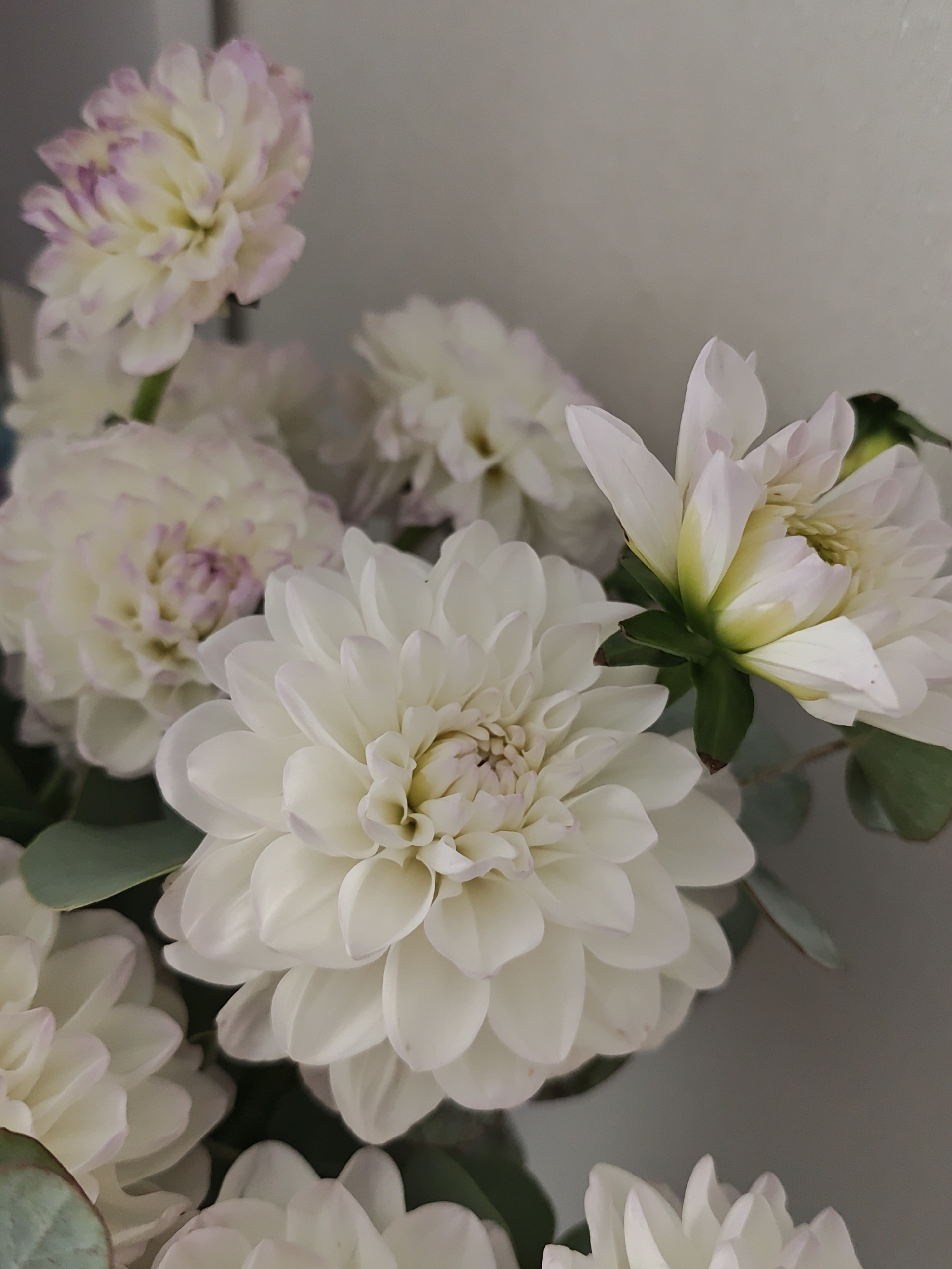 White dahlias and eucalyptus, close up in Vinnytsia
